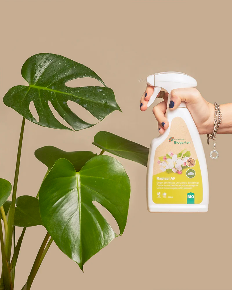 Zimmerpflanzen-Spray wird auf das Blatt einer Monstera deliciosa gesprüht.
