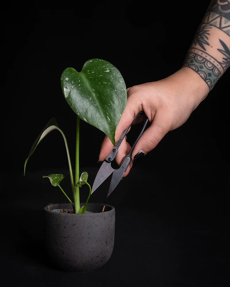 mit einer kleinen Pflanzenschere wird ein Blatt einer Pflanze abgeschnitten