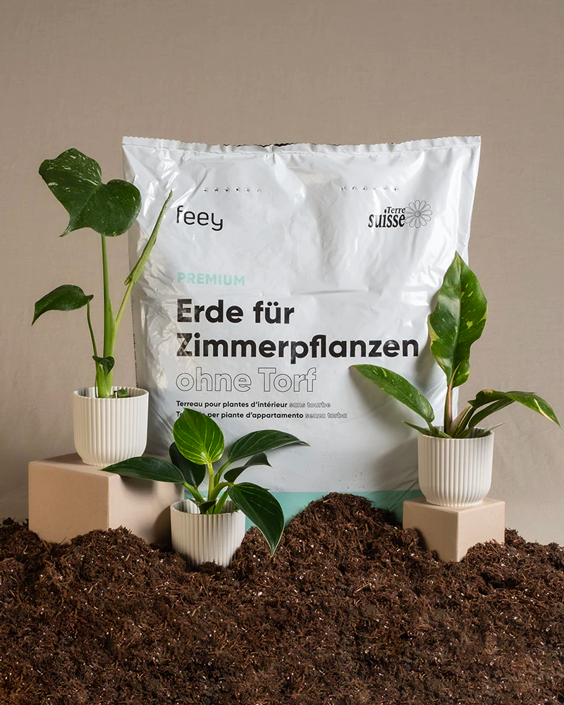 Ein Sack Zimmerpflanzenerde, vor der Erde liegt und drei Pflanzen stehen.