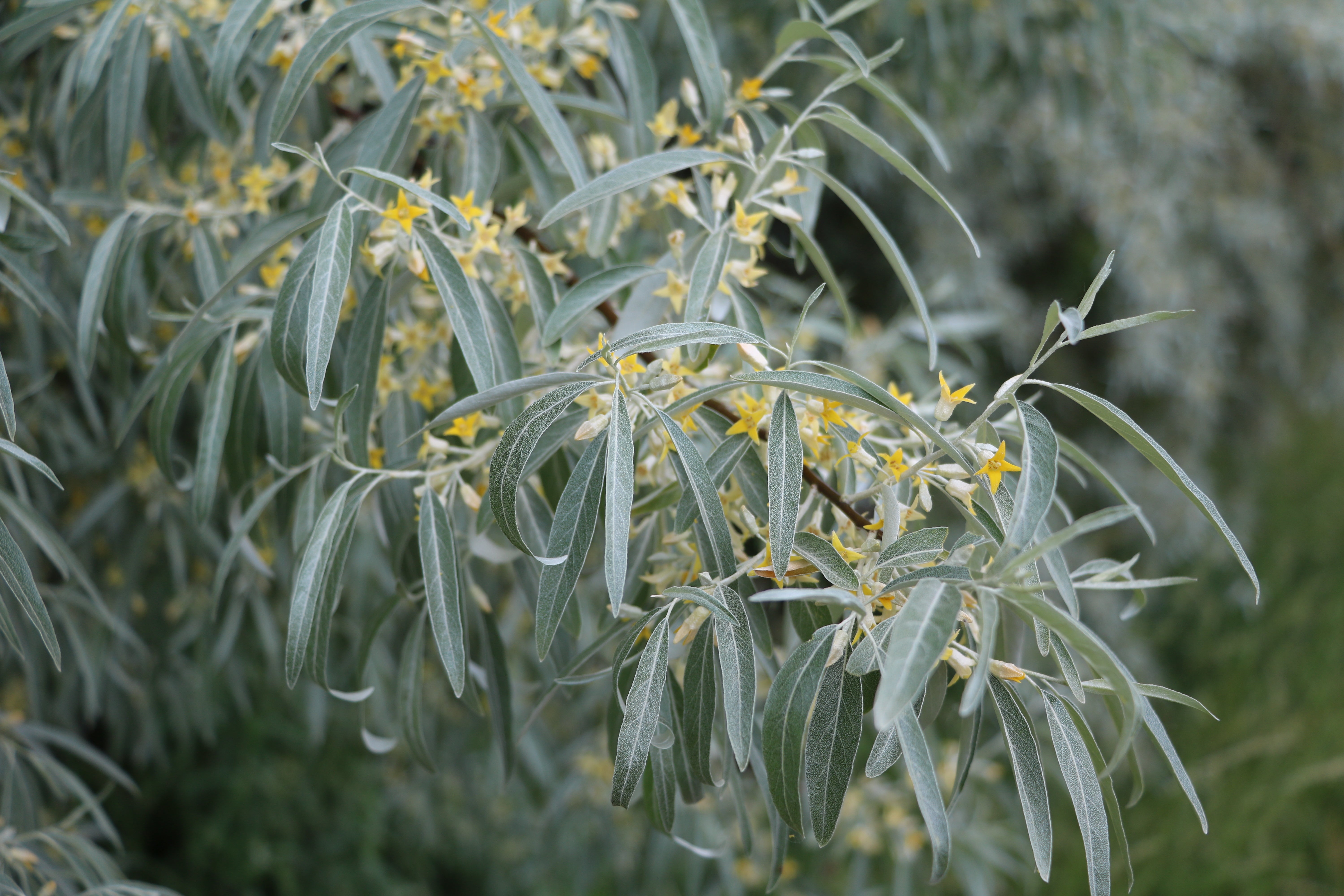 Ölweiden – Paradies für Bienen Blühende Ölweide (Elaeagnus angustifolia) mit schmalen länglichen Blättern und gelben kleinen Blüten.Blühende Ölweide (Elaeagnus angustifolia) mit schmalen länglichen Blättern und gelben kleinen Blüten.