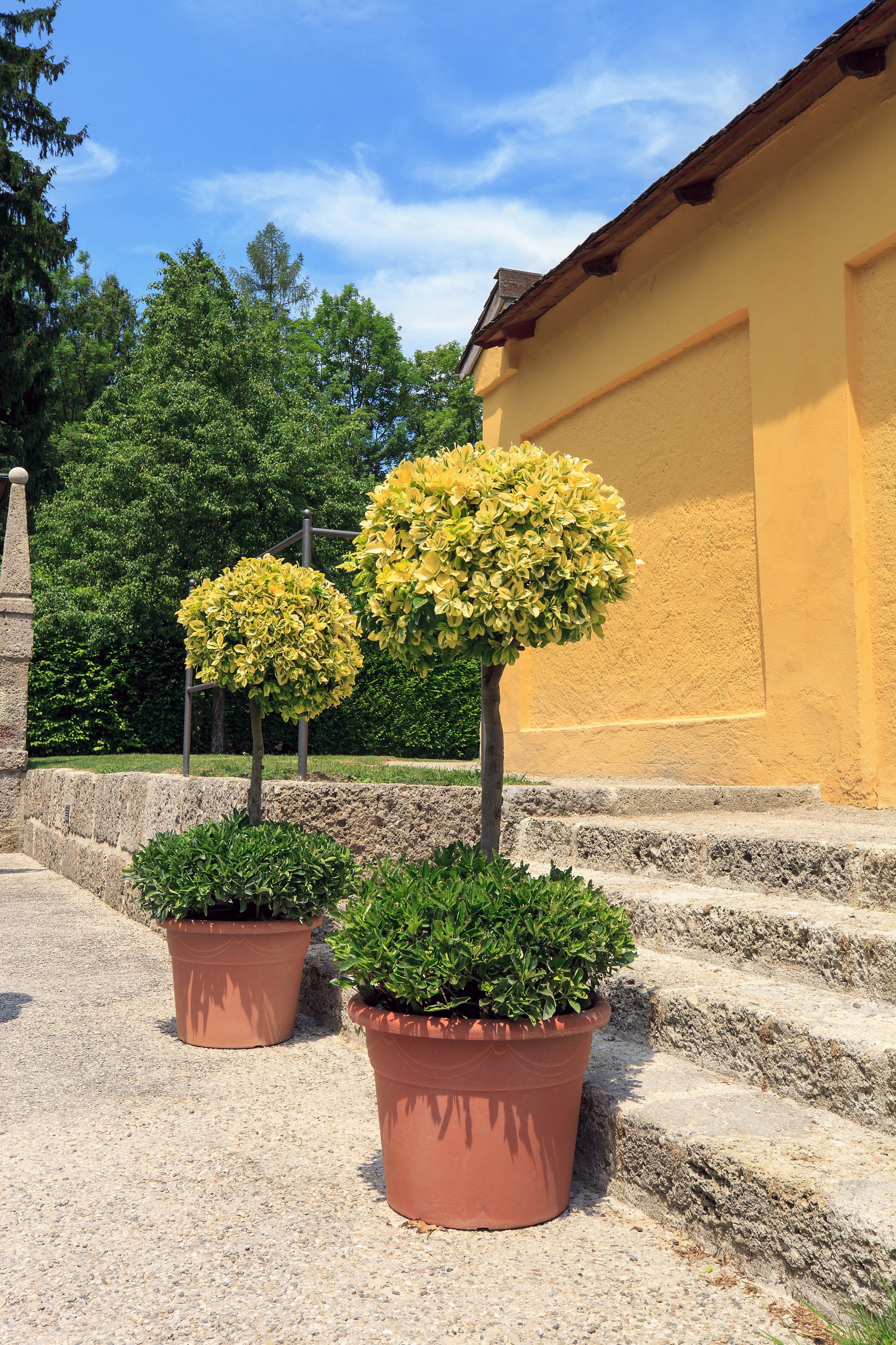Formschnitt beim Euonymus Pflanzkübel mit je einem unterbepflanzen Euonymus in Form geschnitten