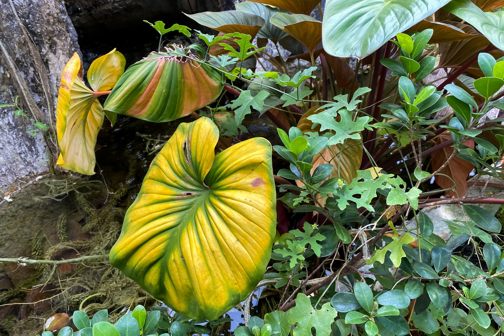Homalomena mit grossen Blättern mit grünen Blattadern und gelben Flächen, in der Natur mit Nährstoffmangel und möglicher Schädlingsbefall.