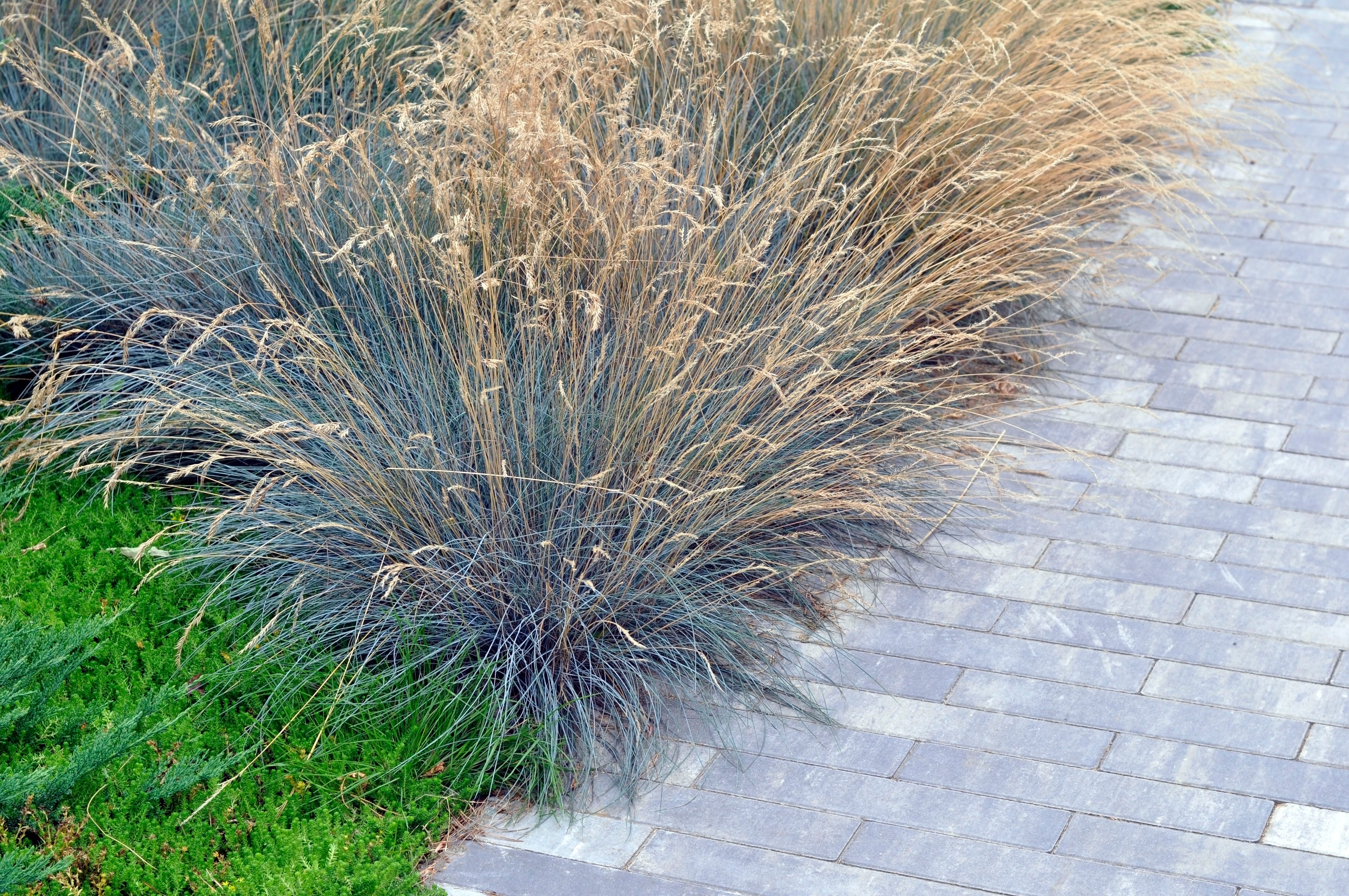 Blauer Schwingel (Festuca) mit beigen Blütenständen neben einem Gehweg eingepflanzt