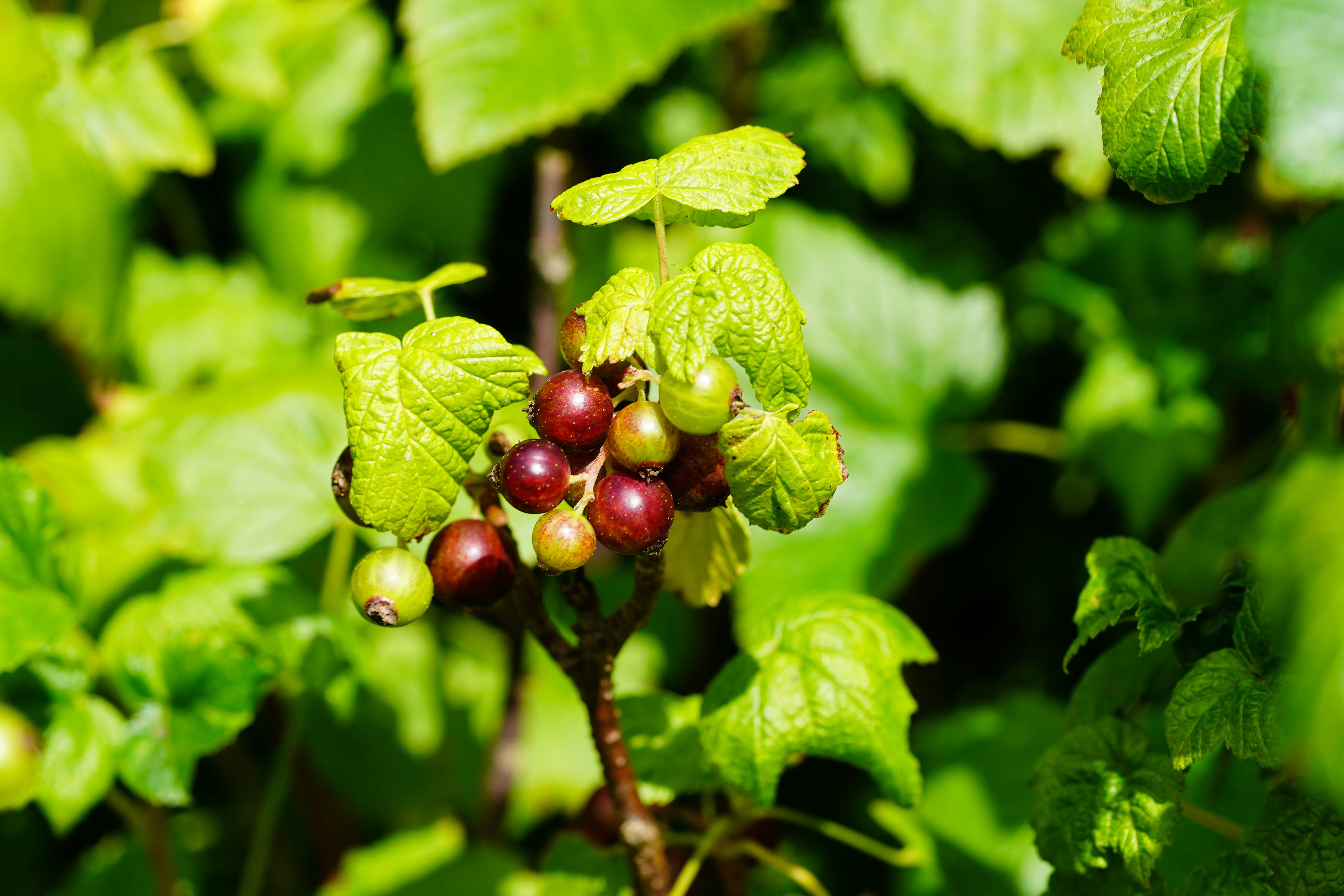 Aufnahme einer Schwarzen Johannisbeere inmitten der Blattvielfalt ragt ein Fruchttrieb unreifen grünen und dunkelroten Beeren heraus