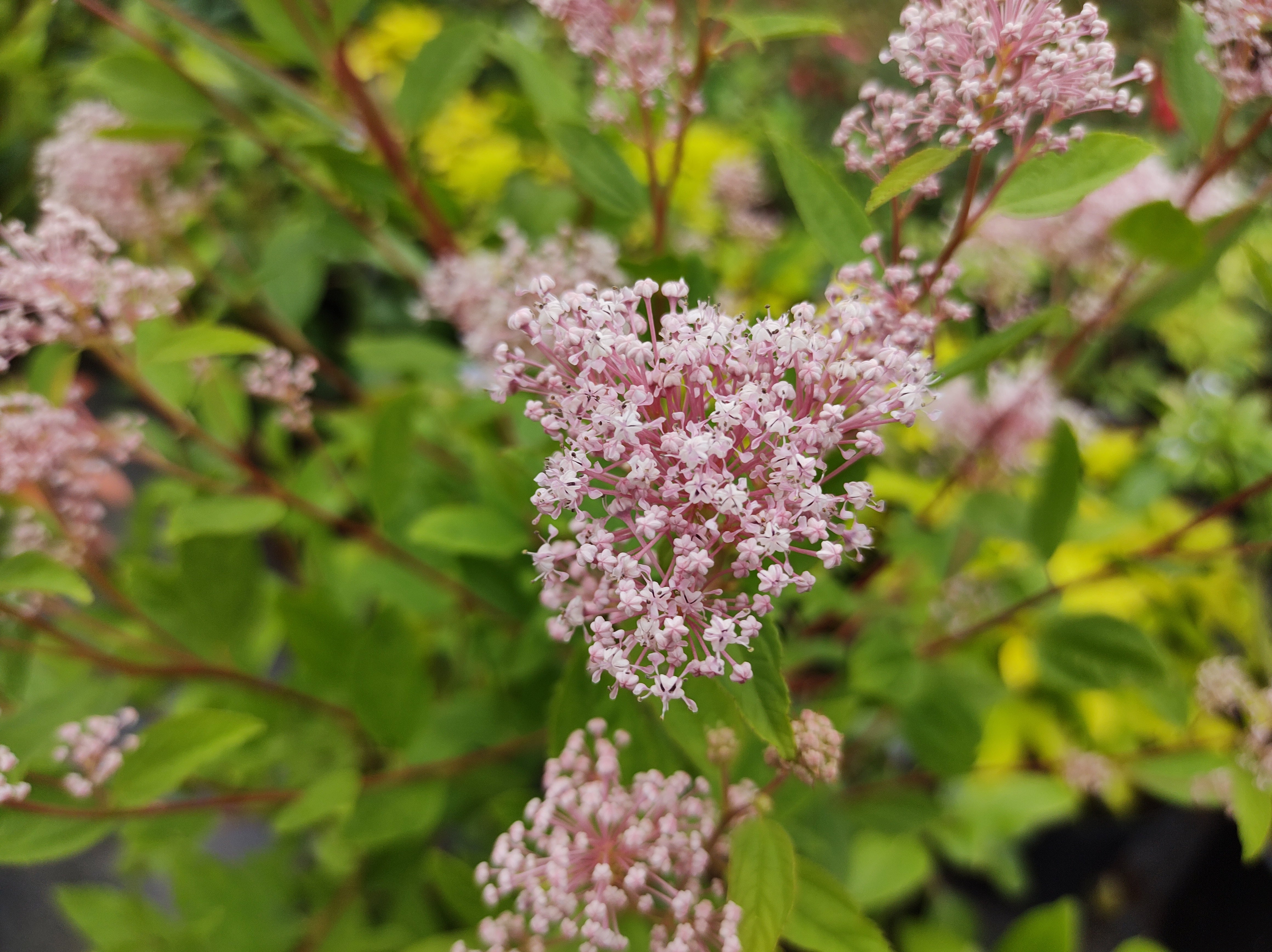 Kleine rosa Blüten an eine Säckelblume (Ceanothus x pallidus ‘Marie Simon’)