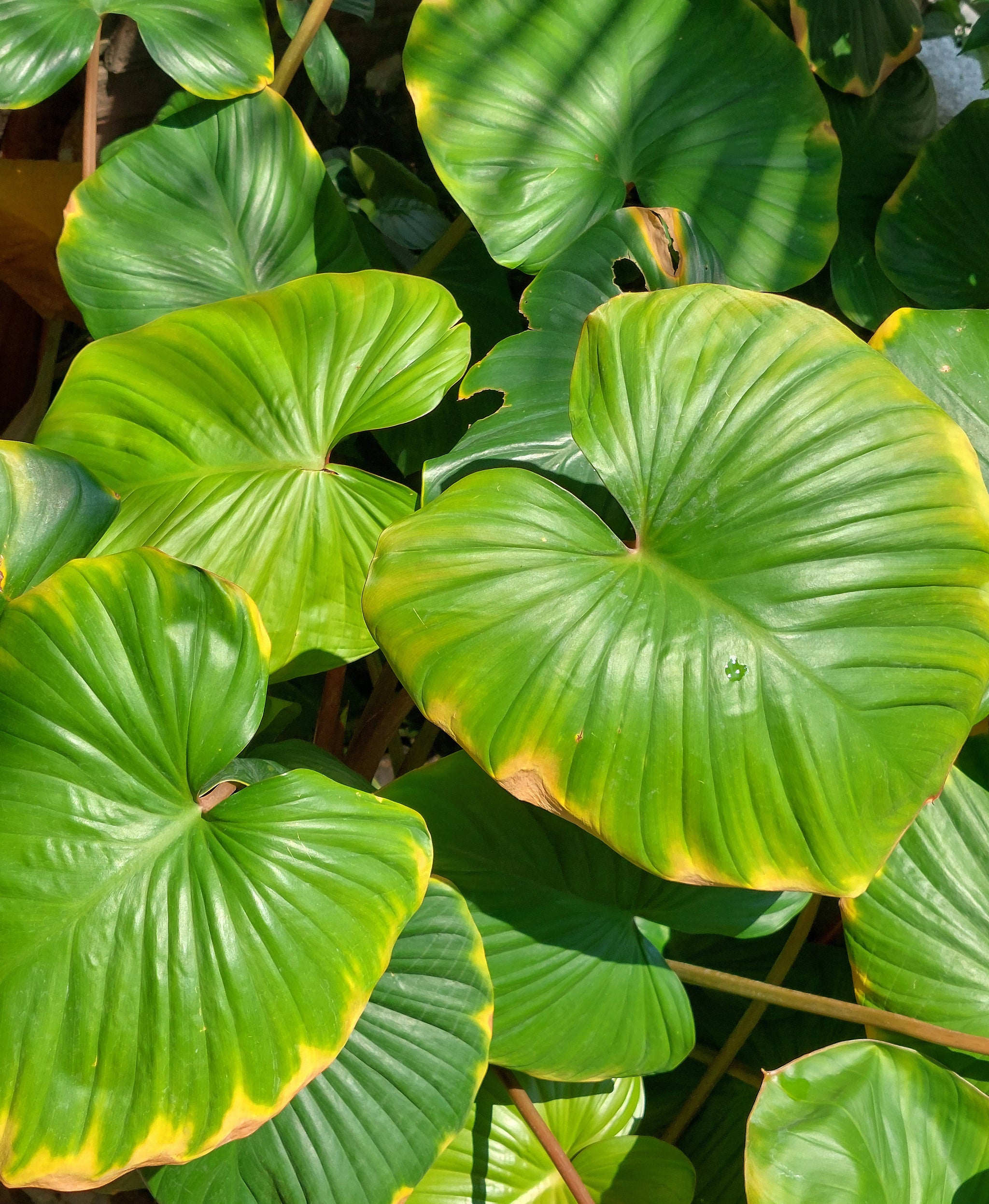 Homalomena rubescens mit herzförmigen grossen Blättern, die an den Rändern gelb und teils braun verfärben