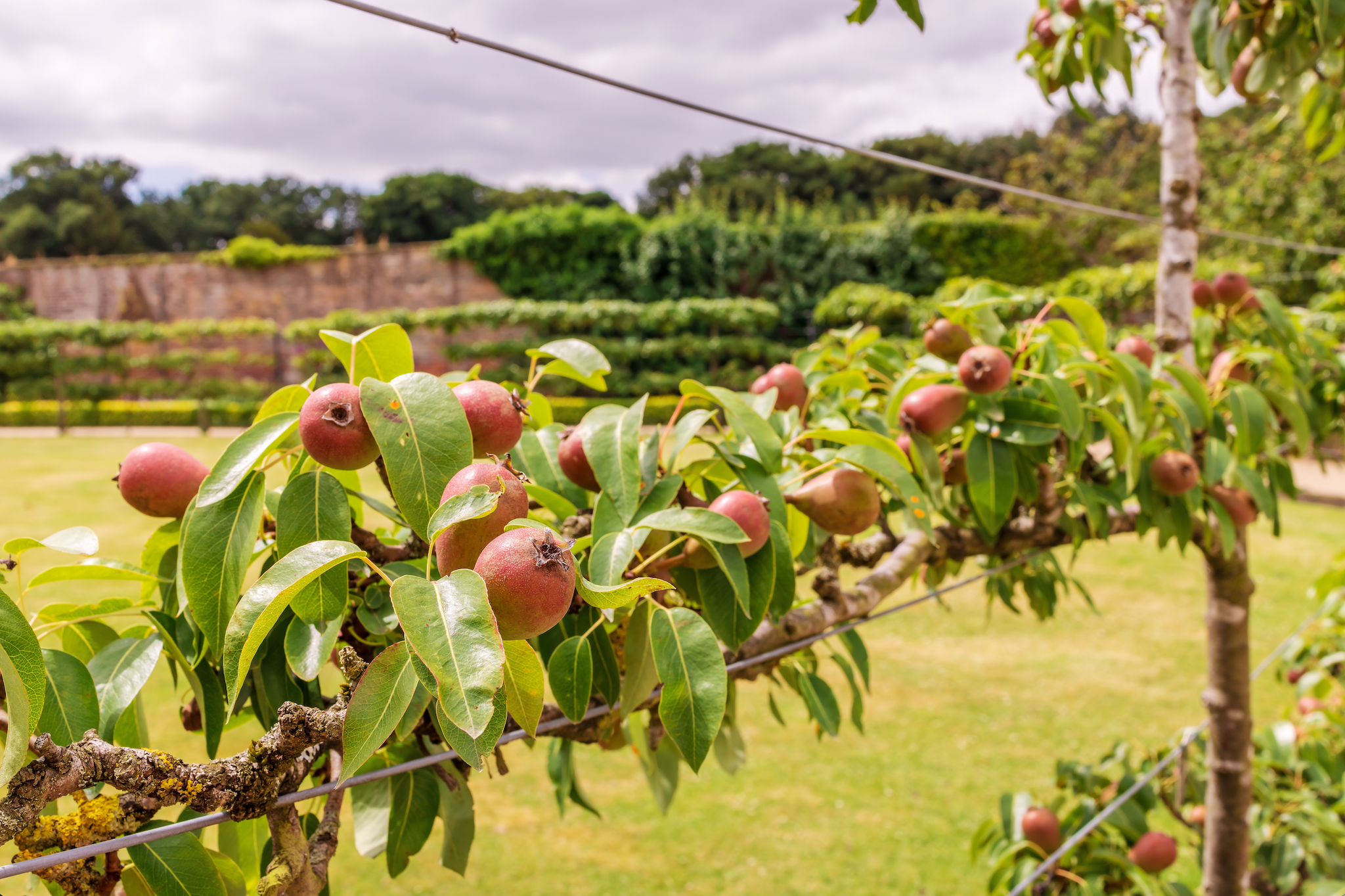 Obstbaum im Garten an einem Spalier aus horizontalen Drähten gebunden.