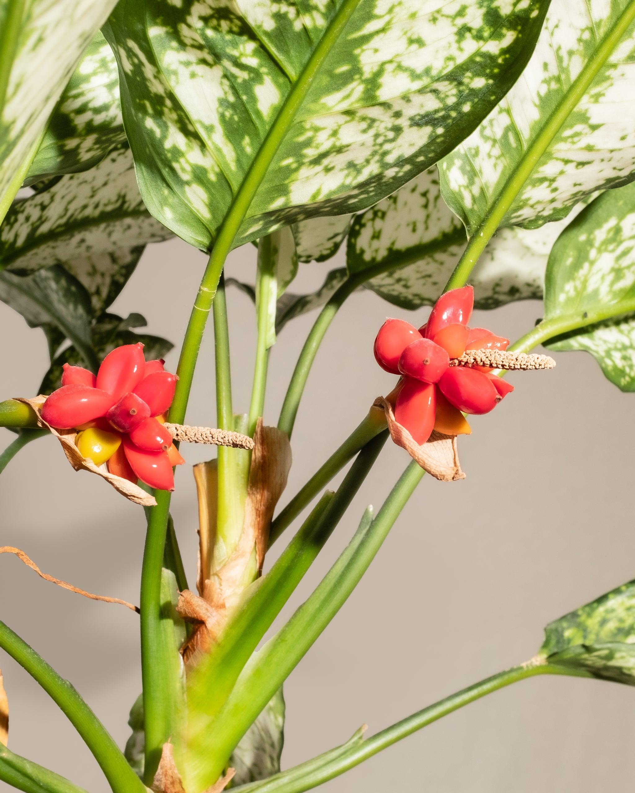 Gesunde Aglaonema ‘Kiwi’ mit hell gesprenkelten Blättern und roten Früchten. 
