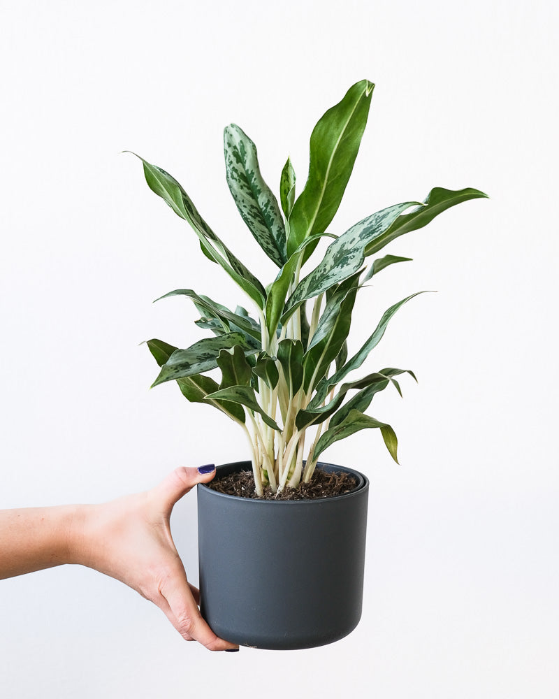 Aglaonema Greyhound