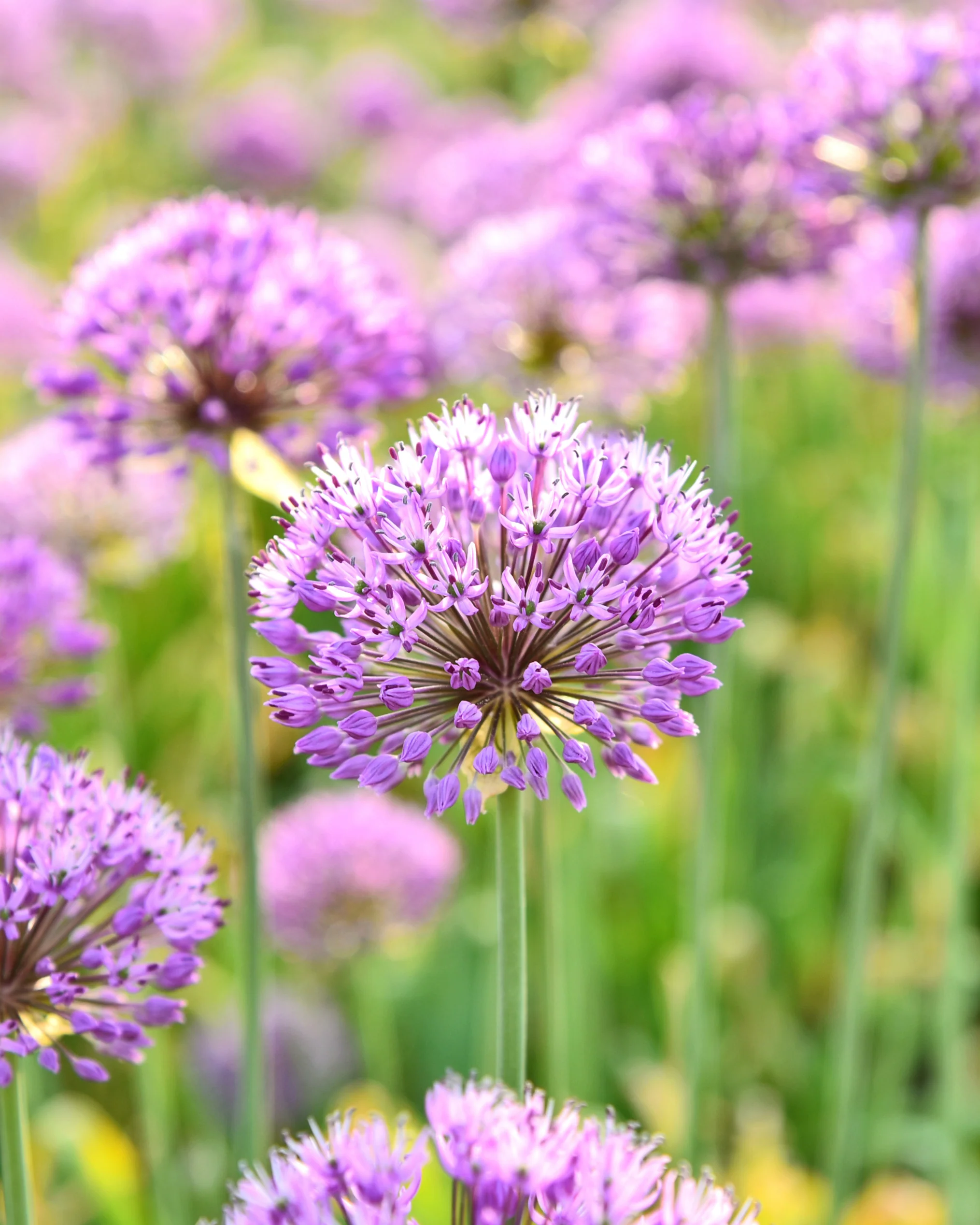 Duftender Zierlauch für fleissige Bestäuber Lila, runde Blüten der Allium ‘Millenium’ im Freien.