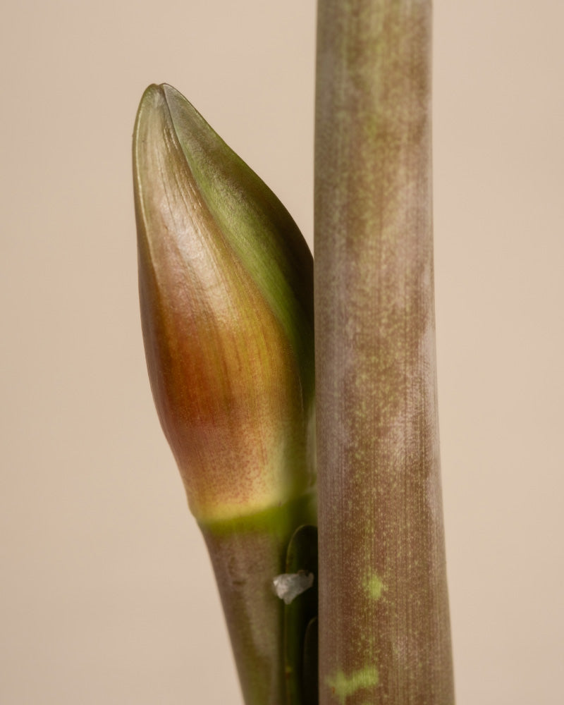 Detailaufnahme von geschlossener Blütenknospe der Amaryllis im November.