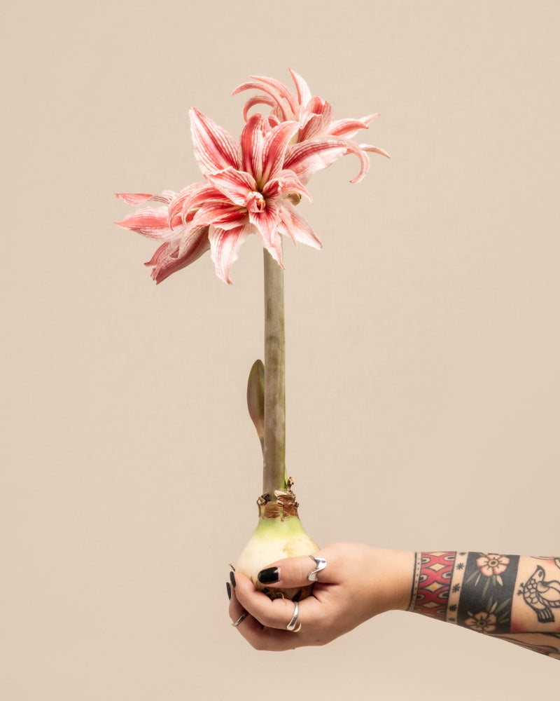 Blühende Amaryllis (Hippeastrum 'Pierrot’) mit weiss-rosa Blüten wird von einer Hand gehalten.