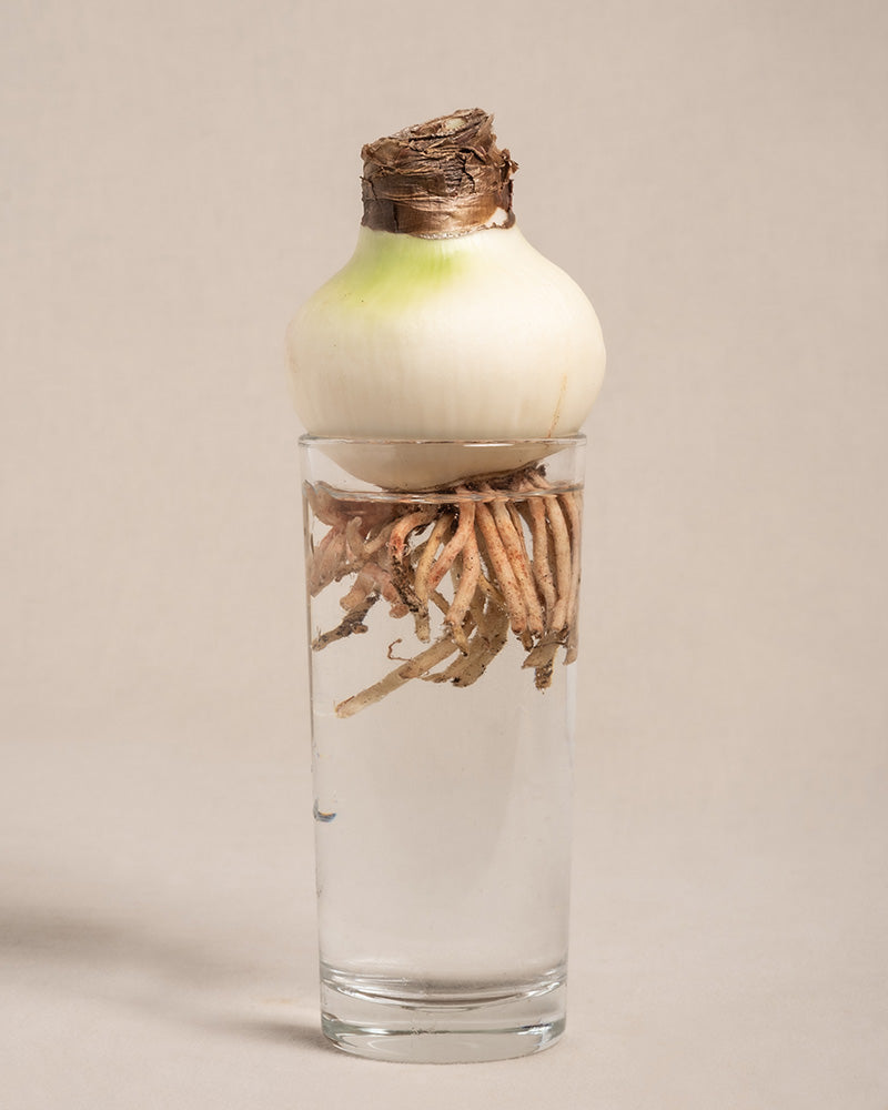 Zwiebel (Amaryllis/Ritterstern) sitzt auf einem Glas mit ihren Wurzeln im Wasser.