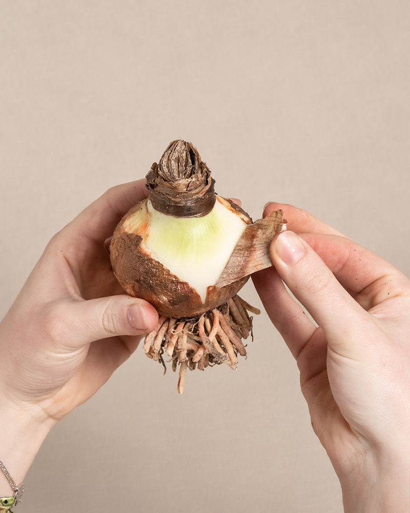 Trockene Schichten der Amaryllis-Zwiebel (Hippeastrum) wird geschält.