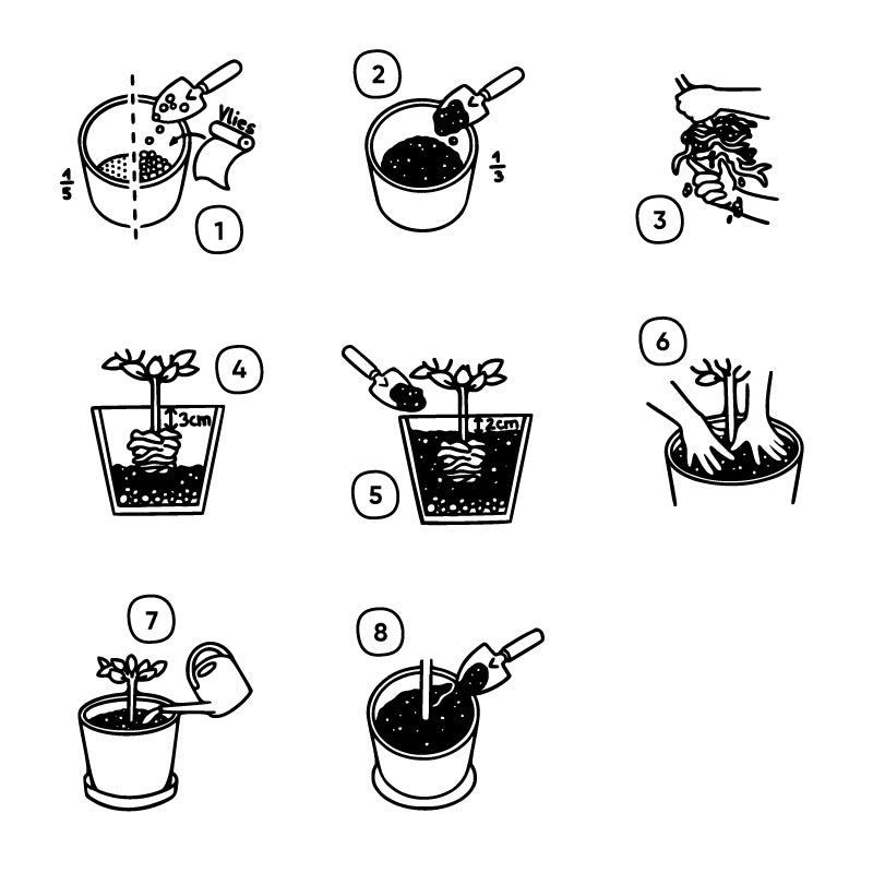  Illustrierte Darstellung, wie du deine Goji-Beere in 8 Schritten in einen Pflanzkübel eintopfst.