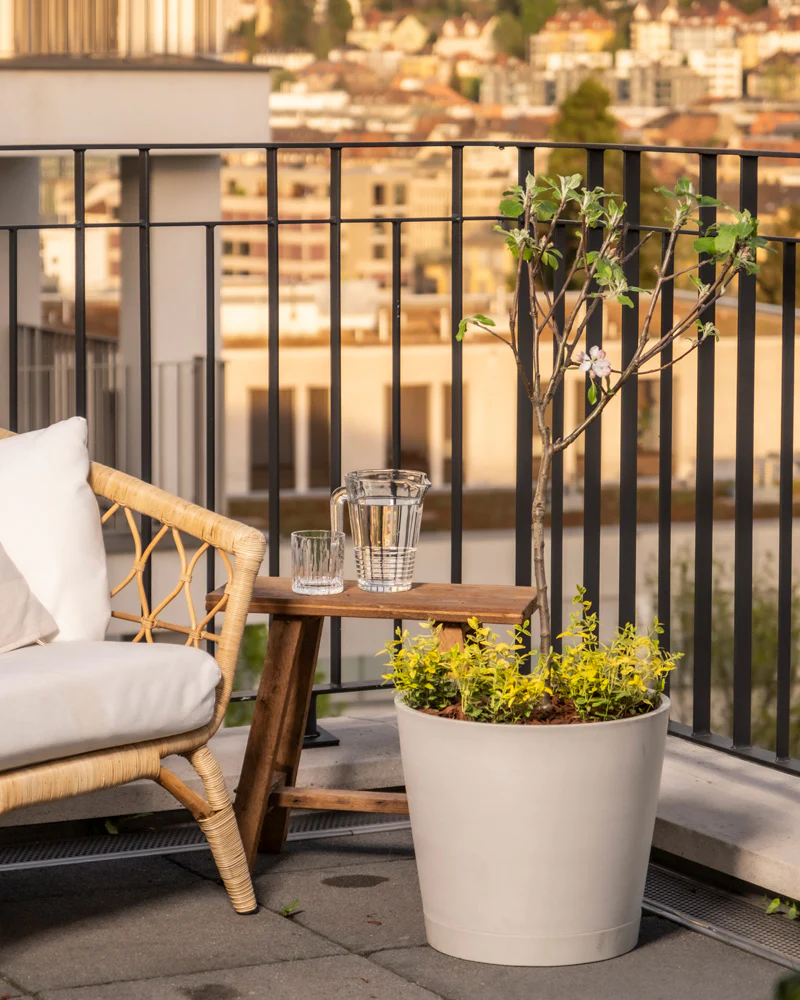 Euonymus als Unterbepflanzung Aufnahme von einem Balkon mit einem grossen Pflanzkübel mit eingetopftem Apfelbaum und kleinen Kriechspindelsträucher ‘Emerald Gold.