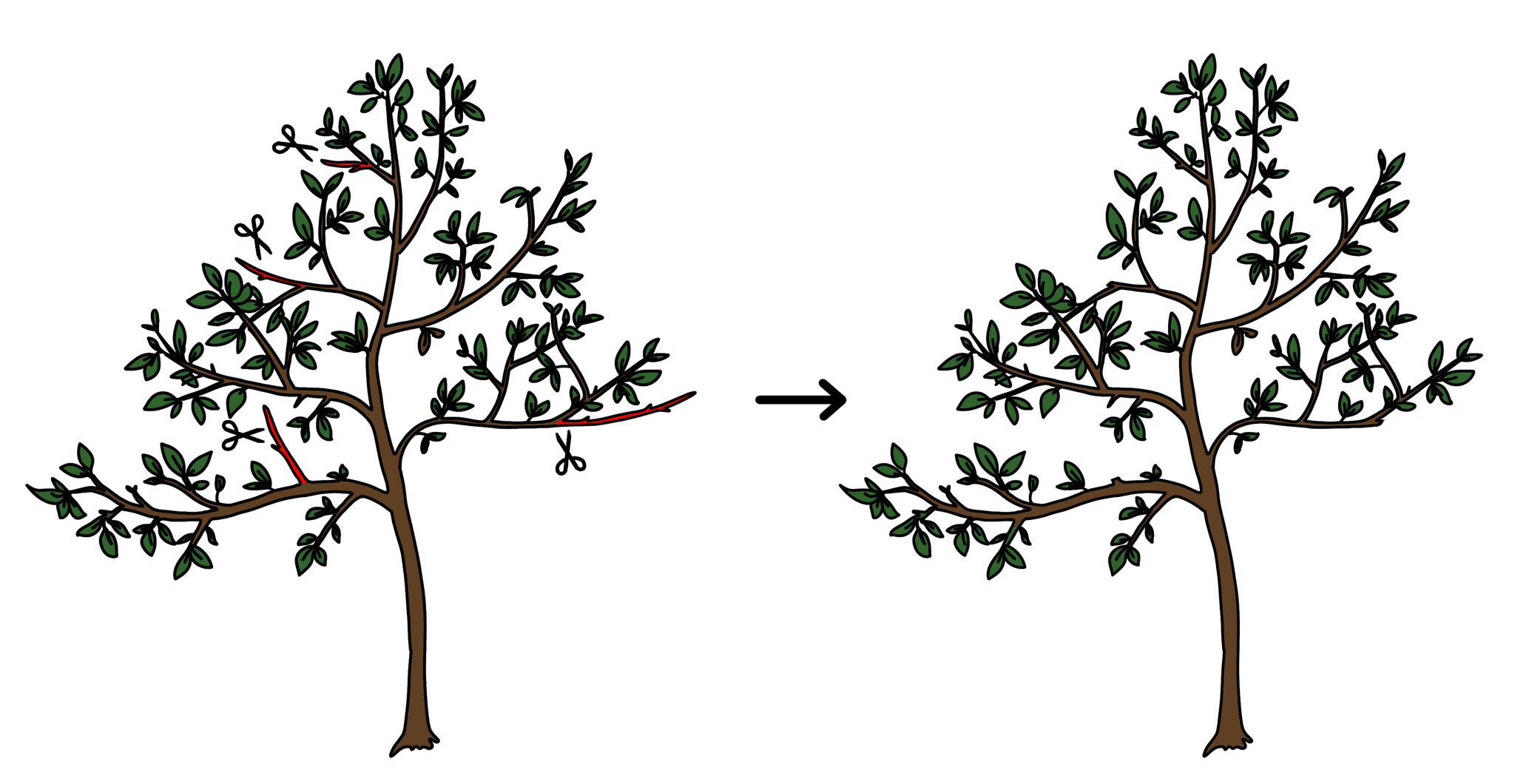 Grafische Darstellung: Vergleich von einem Baum vor und nach dem Schnitt von abgestorbenen Trieben, die im Frühling keine neuen Blätter gebildet haben.