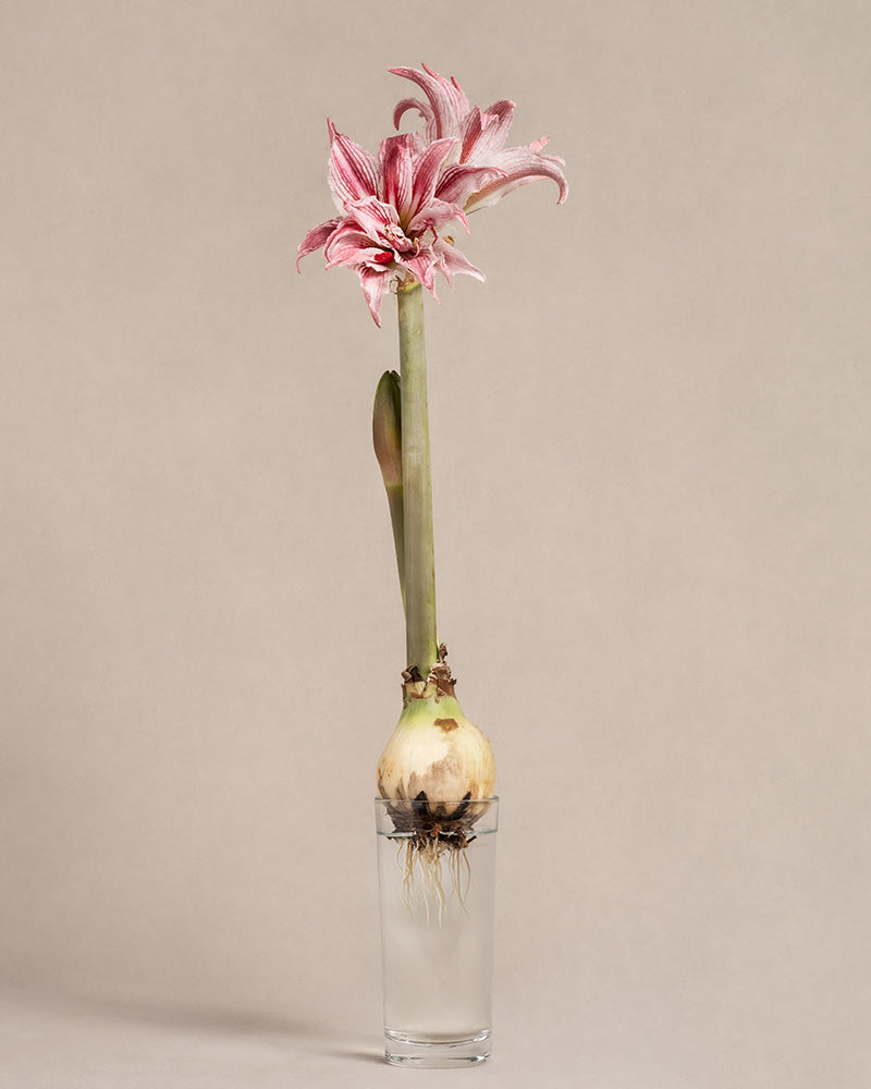 Weiss-rosa blühende Amaryllis auf einem Wasserglas.