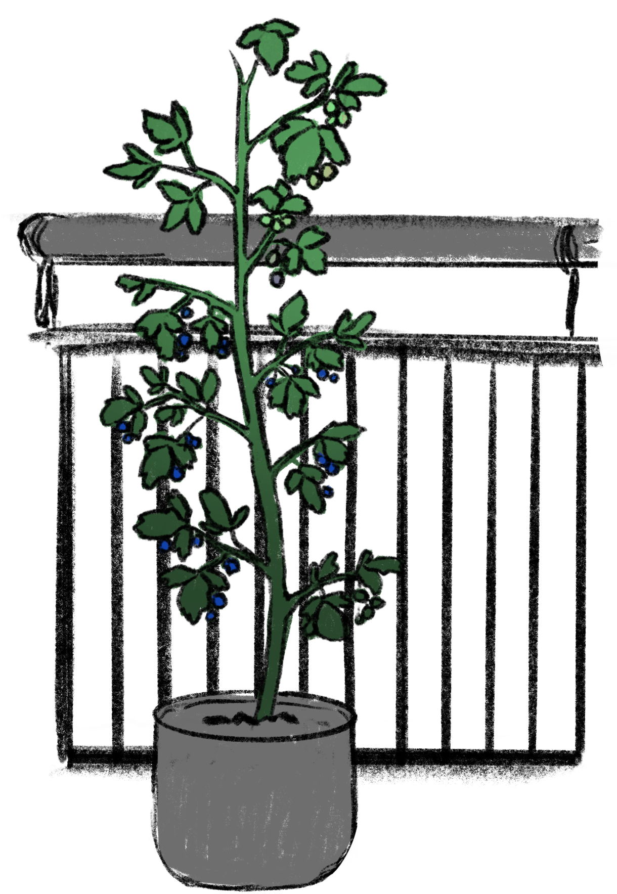 Illustration von eingetopfter Brombeere (Rubus fructicosus), die an das Balkongelände angebunden ist.