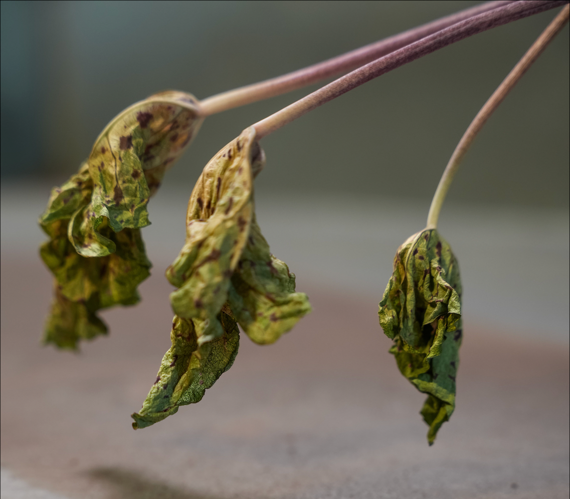 Hängende, verschrumpelte Blätter einer Caladium, die überdüngt worden ist. 
