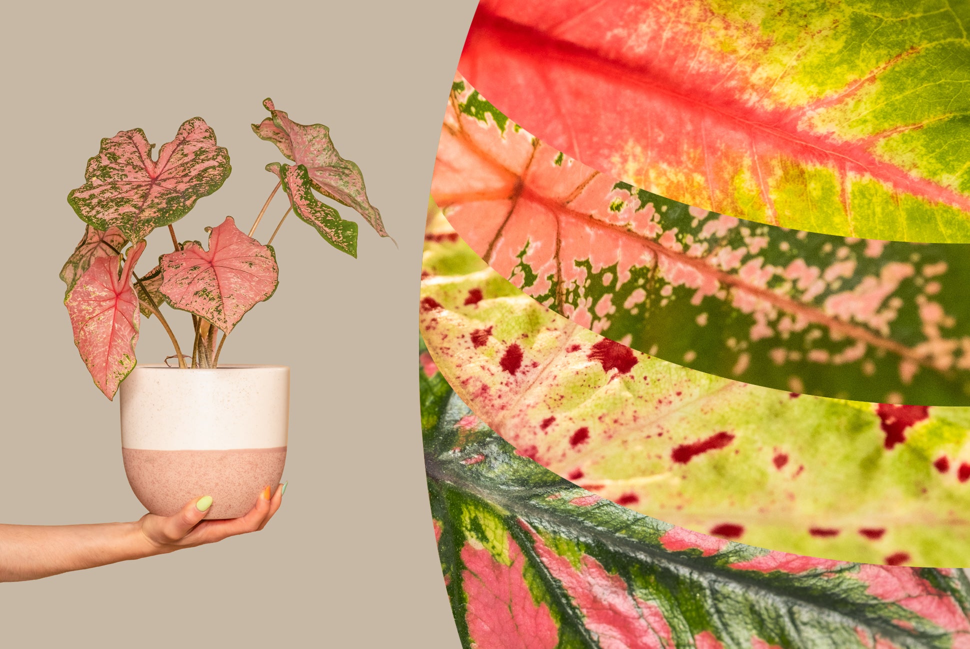 Eine Person hält eine Caladium in einem Keramiktopf vor beigem Hintergrund. Daneben sind Makroaufnahmen der Blätter zu sehen, die deren Struktur und Details hervorheben.