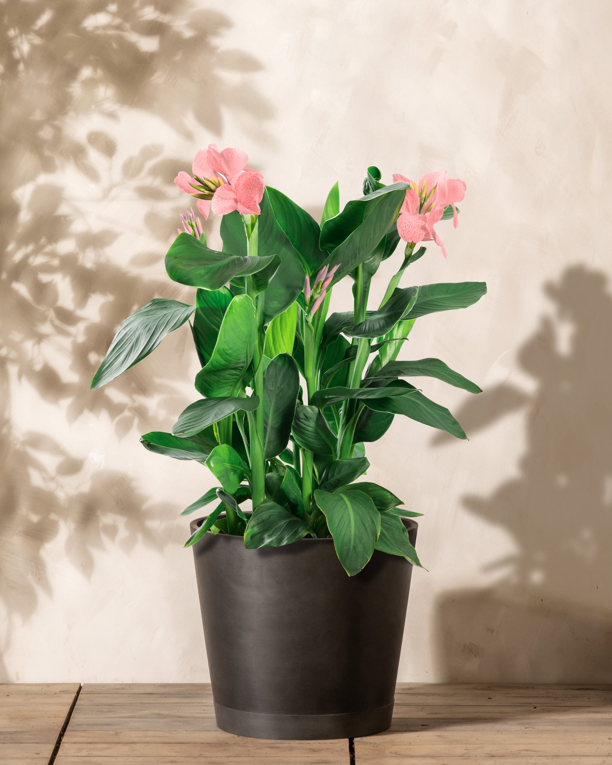 Rosa Canna ist in einem schwarzen Pflanzkübel von feey eingetopft.