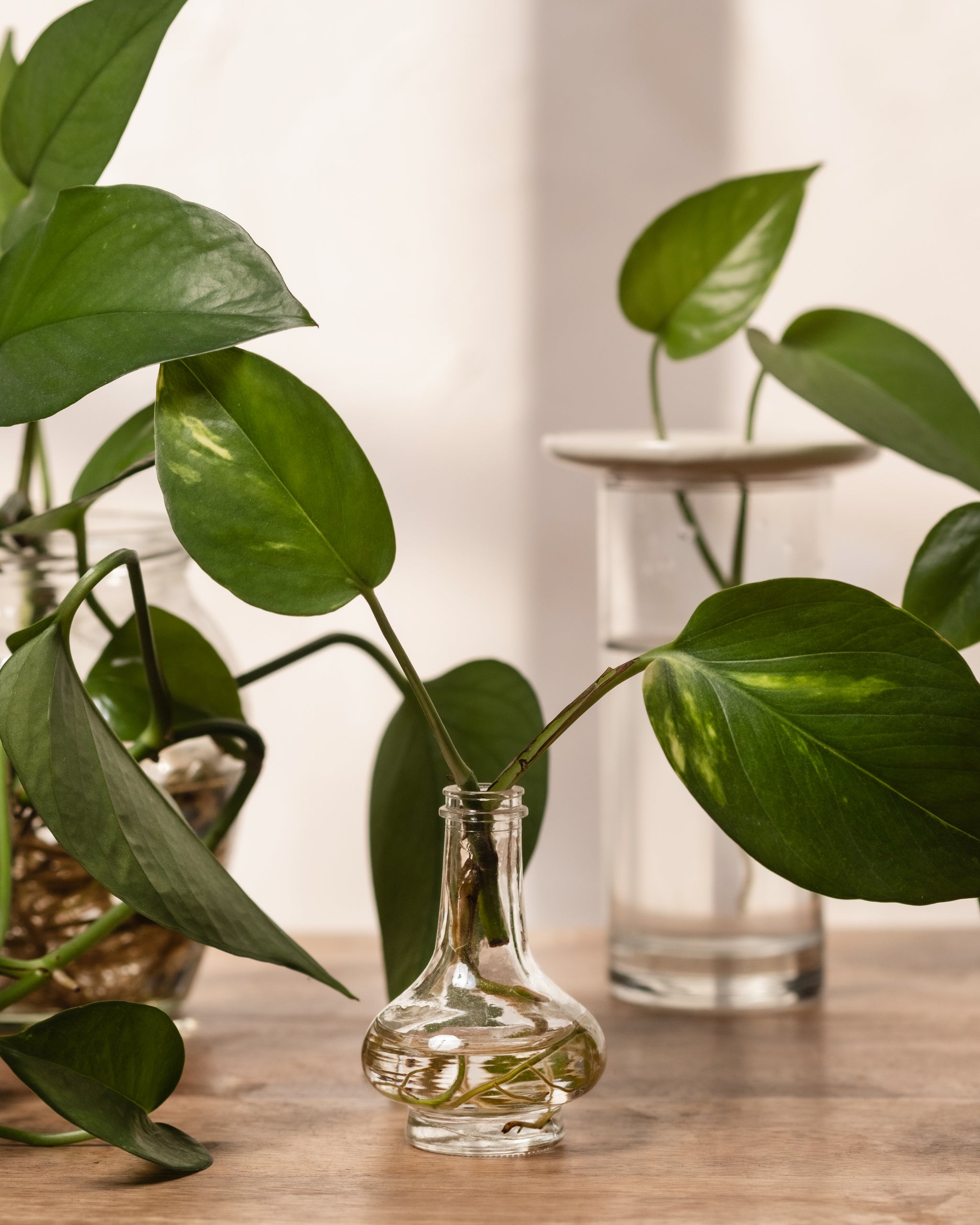 Kleiner Steckling von einem Pothos steht in einem sehr kleinem Glas.