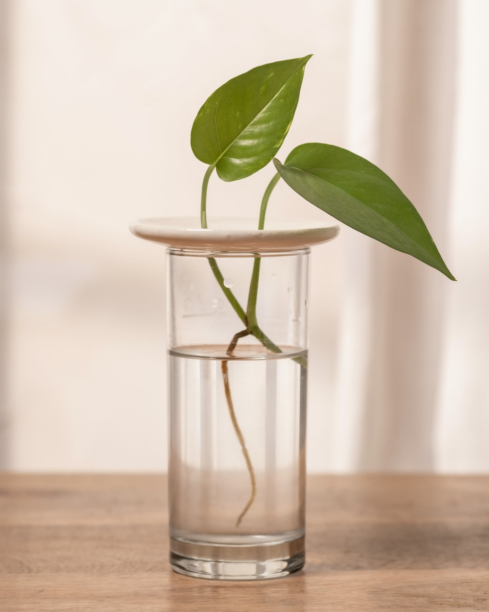 Kleiner Pothos, der mit einer beigen Keimplatte über einem Glas gehalten wird.