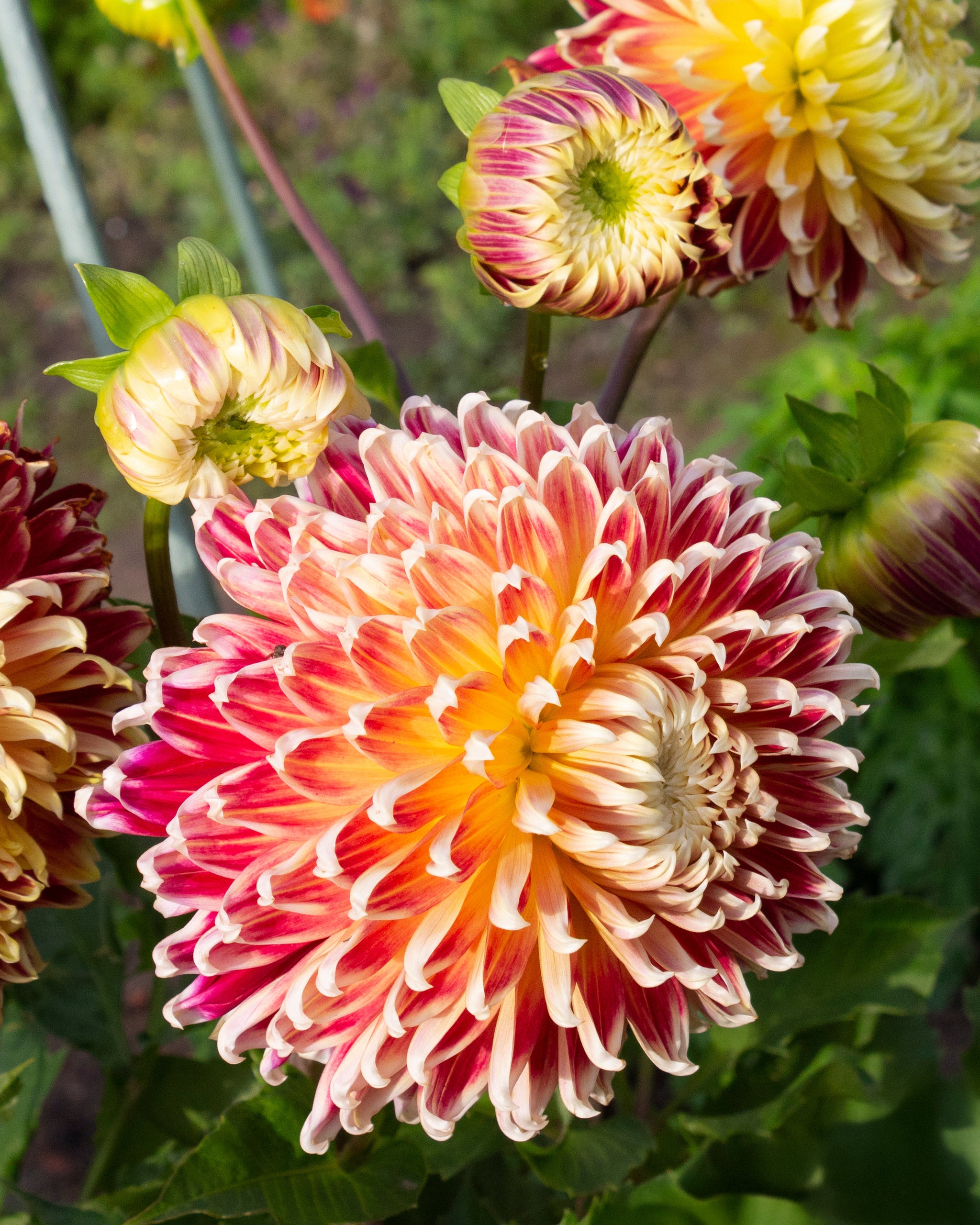 Grossblütige Dahlia ‘Akita’ mit rot-orangen Blumen in einem Garten.