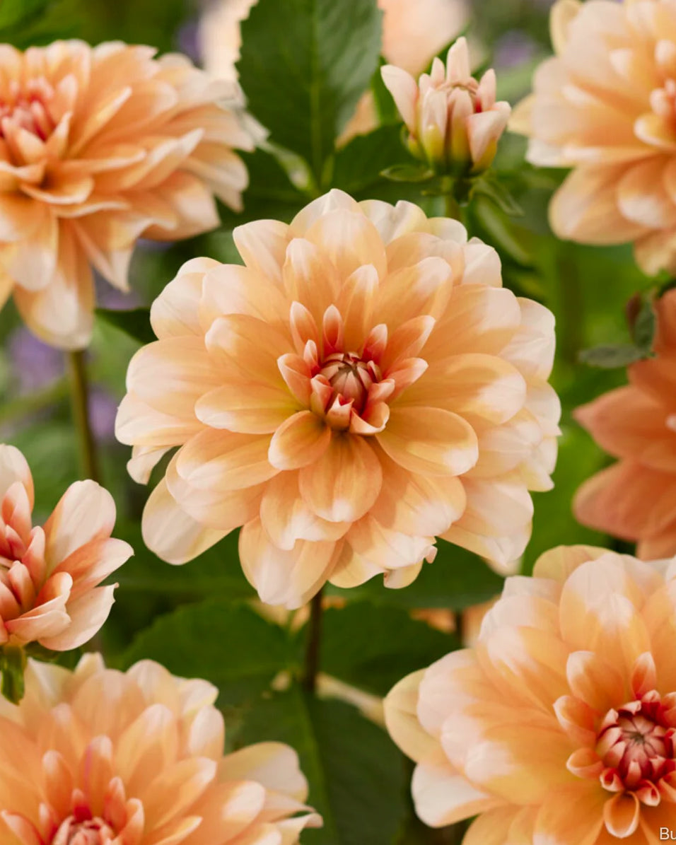 Sanfte Blumen der Dahlia ‘Orange Perfection’.