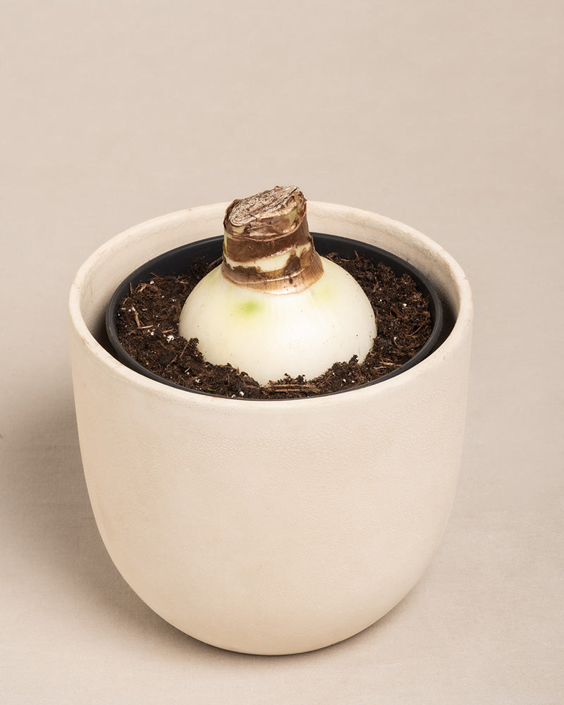 Frisch mit Erde eingetopfte Amaryllis-Zwiebel in einem beigen Keramiktopf.
