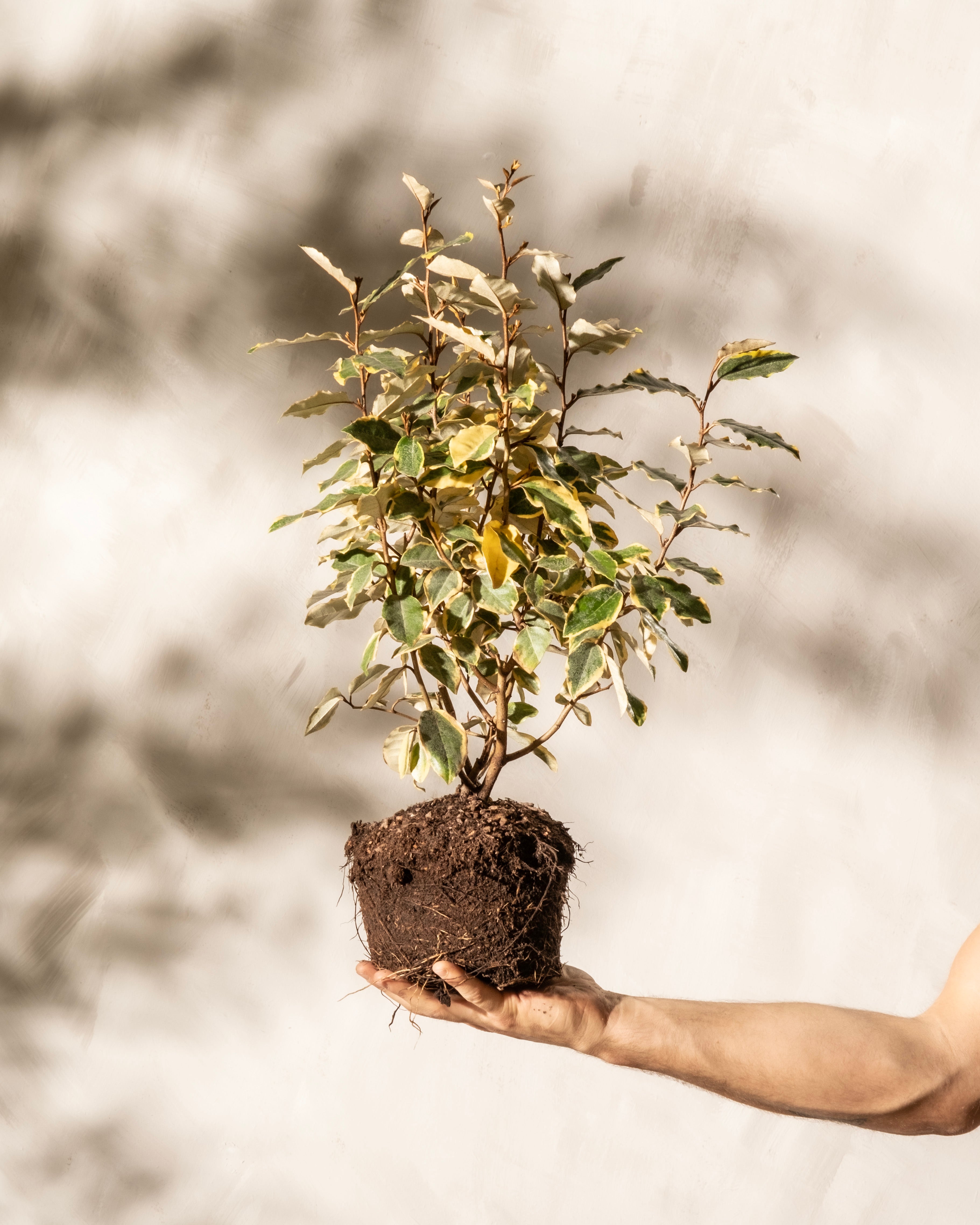 Ölweide für Balkon oder Garten Junge Buntblättrige Ölweide (Elaeagnus x ebbingei 'Viveleg') ohne Topf wird von einer Hand gehalten.