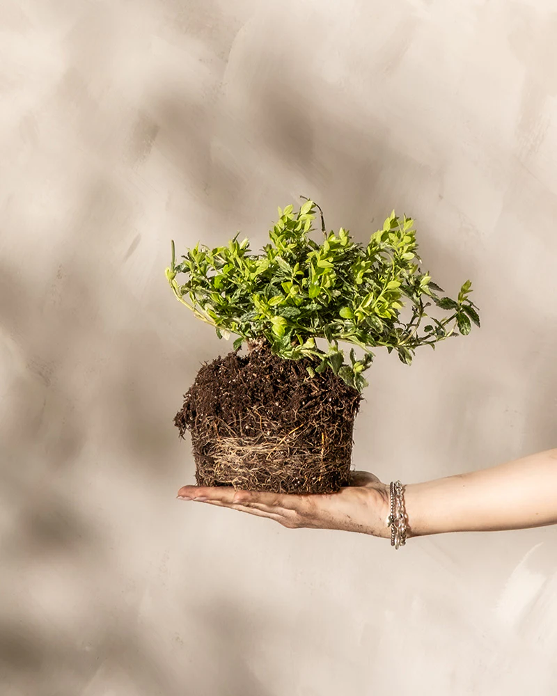 Bereits für den Garten oder Balkon Junger Spindelstrauch (Euonymus fortunei ‘Harlequin’) mit freiem Wurzelballen wird in einer Hand gehalten.