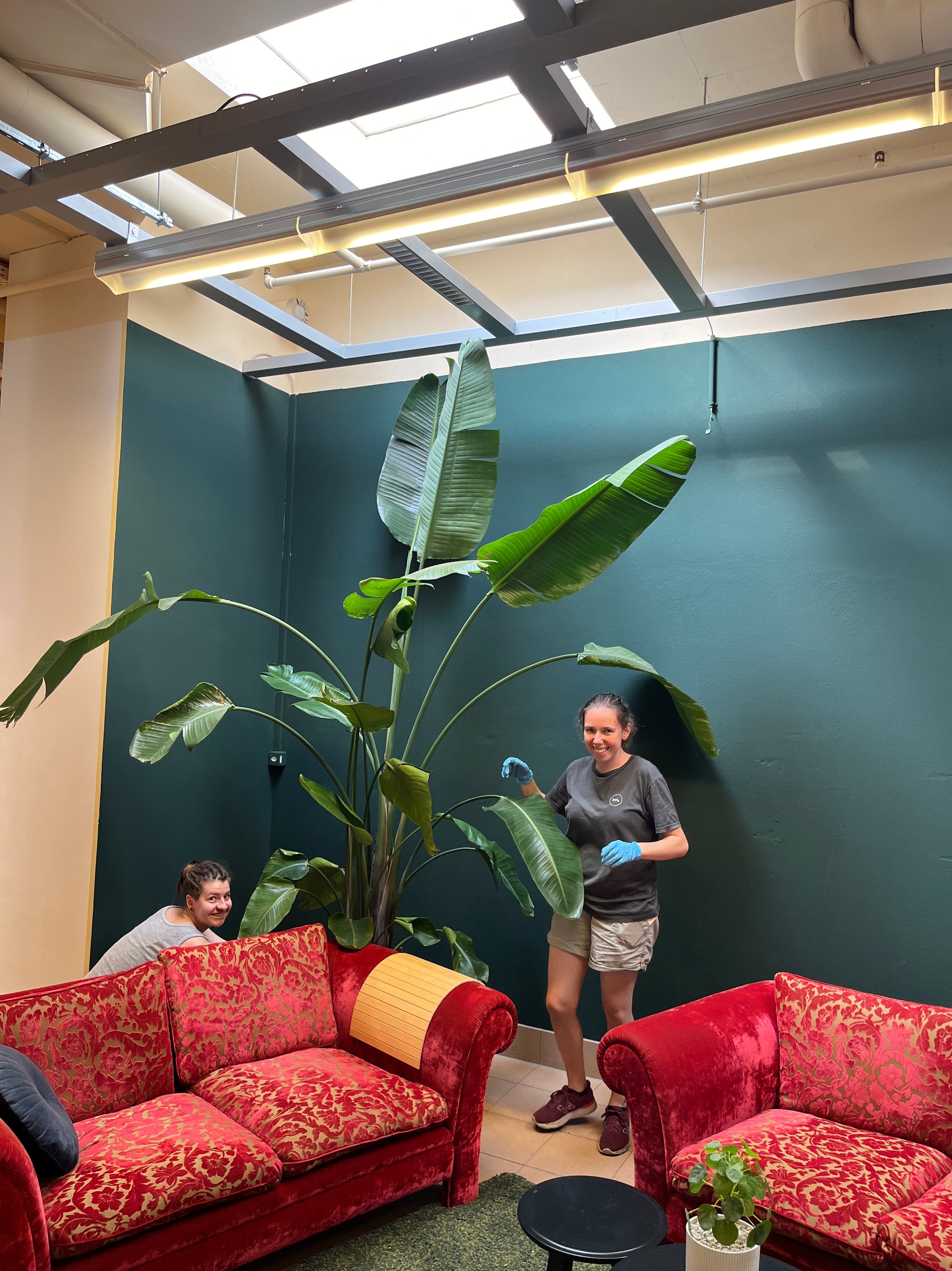 Zwei Frauen platzieren eine XXL-Strelitzie und rote Sofas vor einer grünen Wand.