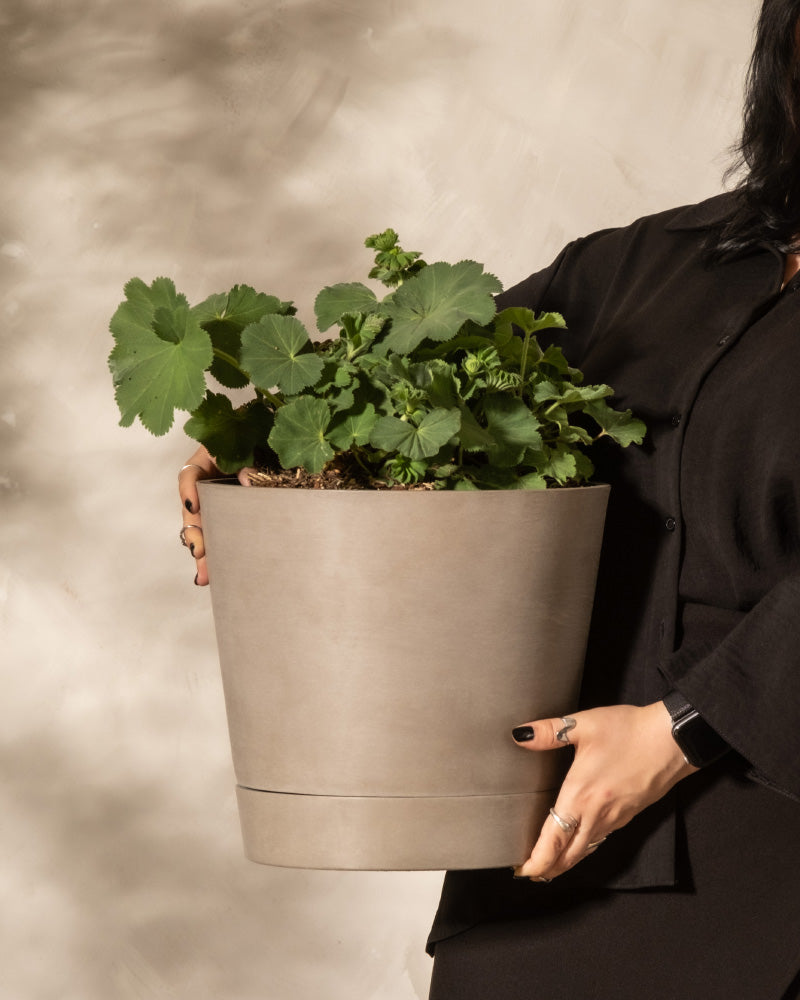 Frauenmantel (Alchemilla mollis) wird in einem Topf von einer Person gehalten