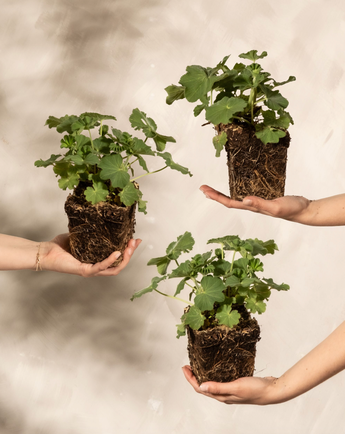 3 Junge Alchemilla (Frauenmantel) ohne Topf, jeweils von einer Hand gehalten.