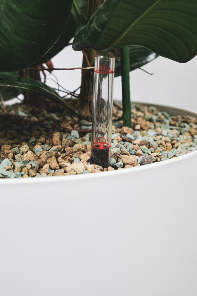 Grossraumpflanze in Semi-Hydrokultur mit Vulkastrat und Erde, mit Fokus auf den Wasserstandsanzeiger.