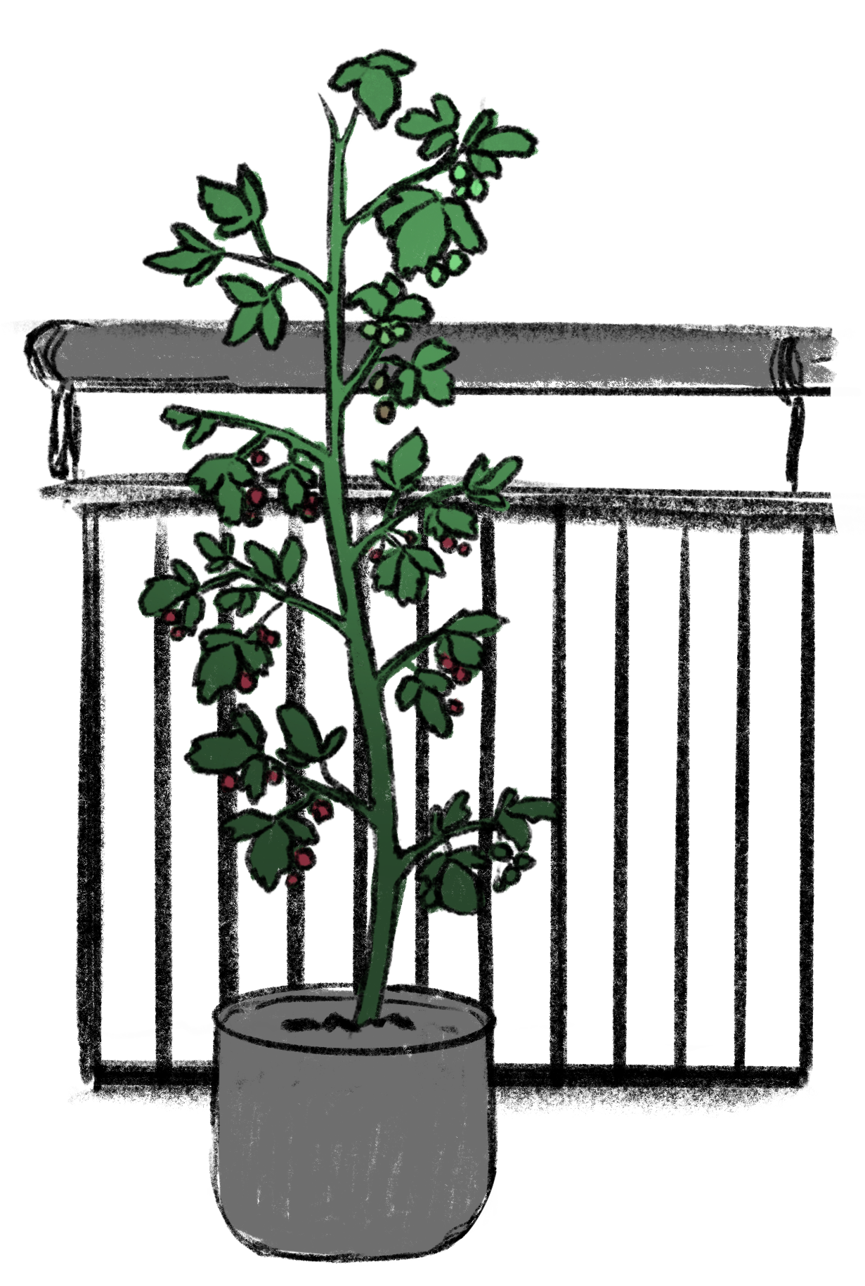 HimbeereBalkon.png__PID:991fff1b-418b-4c72-8c11-b14571f3b575