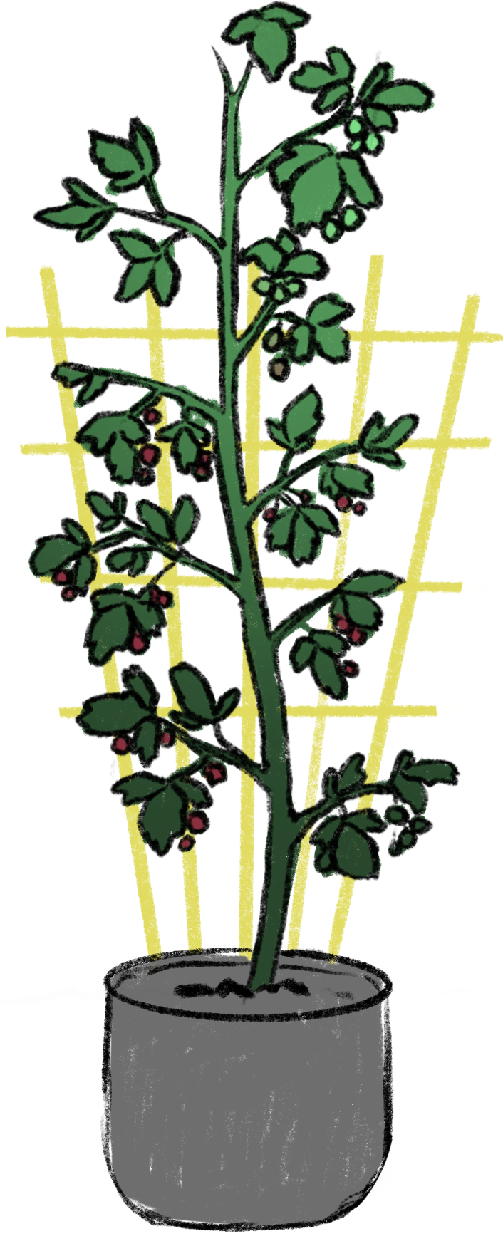 HimbeereGitter.png__PID:938b88c7-3690-4ae1-b481-eb4b6b931149