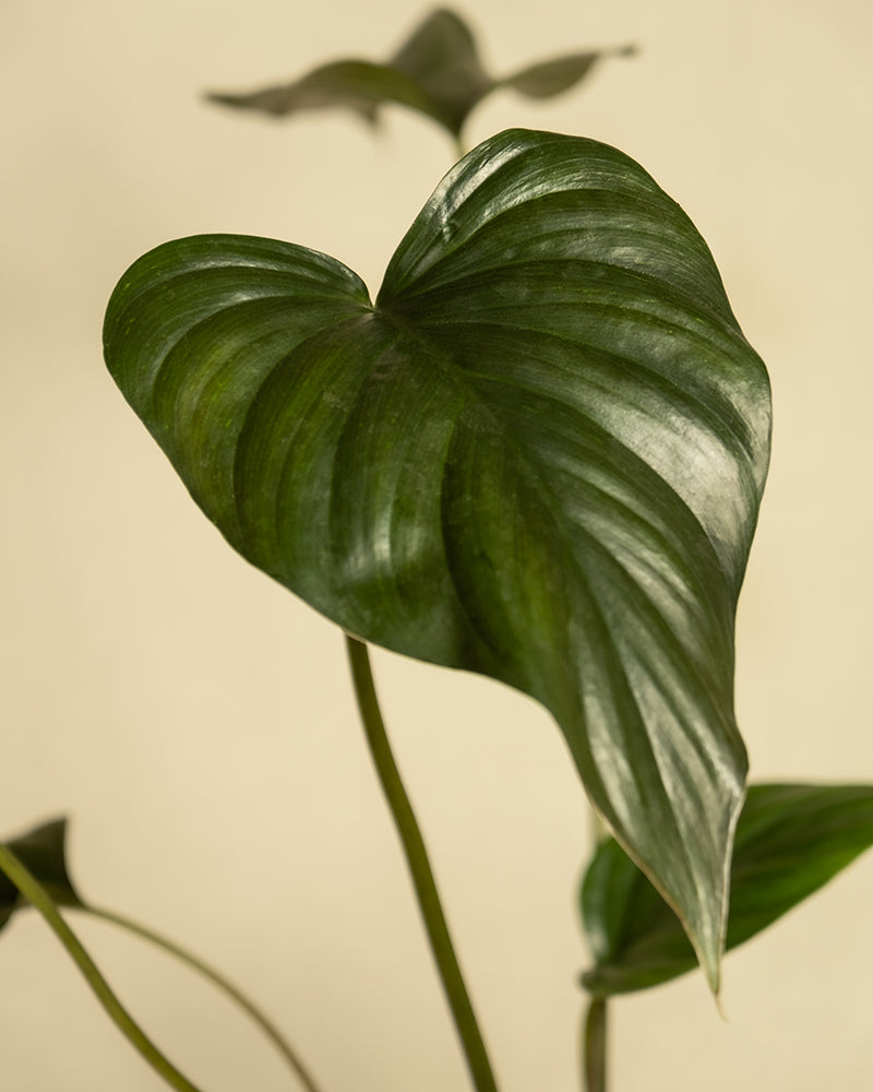 Herzförmiges Blatt der Homalomena rubescens ‘Black’.