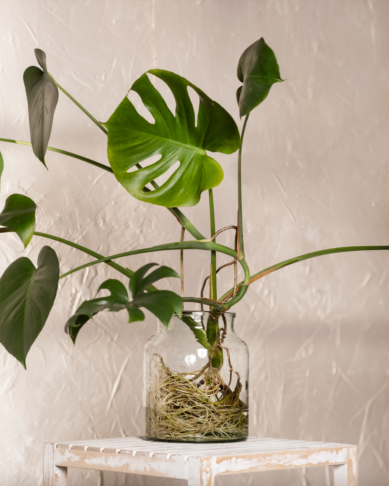 Monstera deliciosa in einem grossen Glasbehälter in Wasser kultiviert.