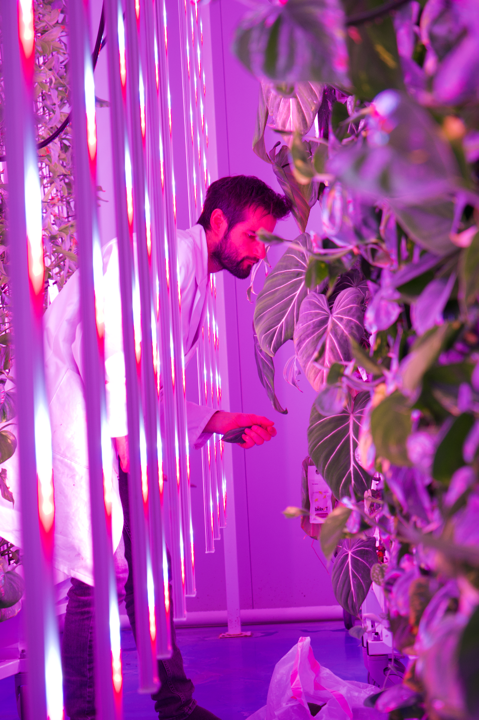 Mann im Laborkittel kontrolliert Zimmerpflanzen in einer Vertical Farm