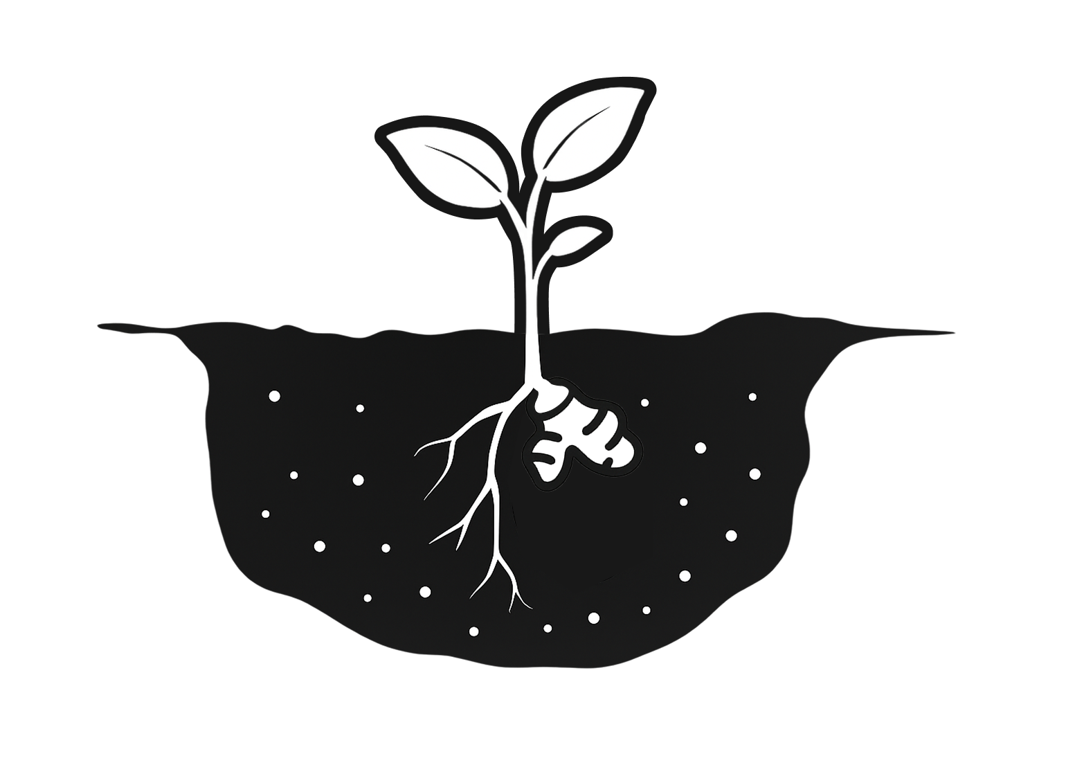 Illustration: Nach wenigen Wochen ist das Geranium bereits gewachsen.