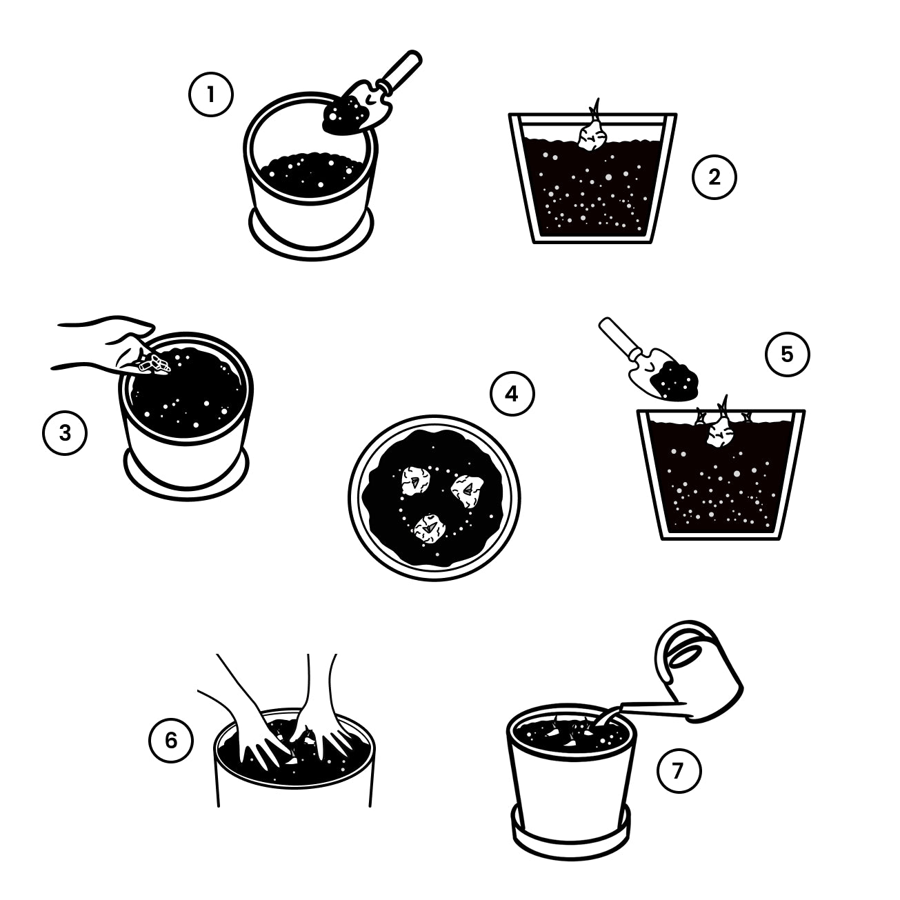 Schritt-für-Schritt-Anleitung mit Illustrationen, wie du deine Geranium als Rhizom eintopfst.