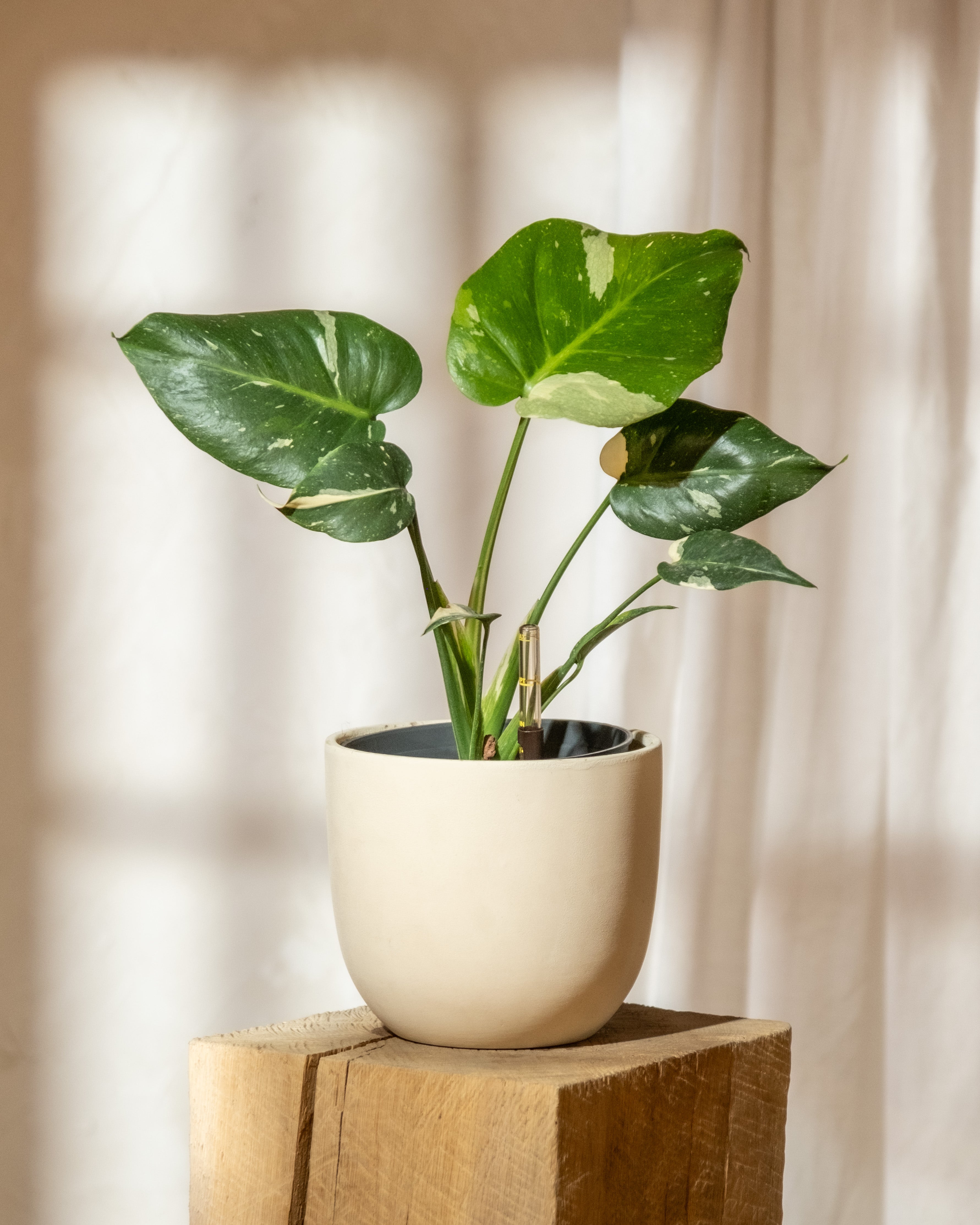 Wertvolle und seltene Monstera ‘Thai Constellation’ mit grün-weiss gefleckten Blättern steht in Hydrokultur mit Blähton (Leca) auf einem Holzblock.