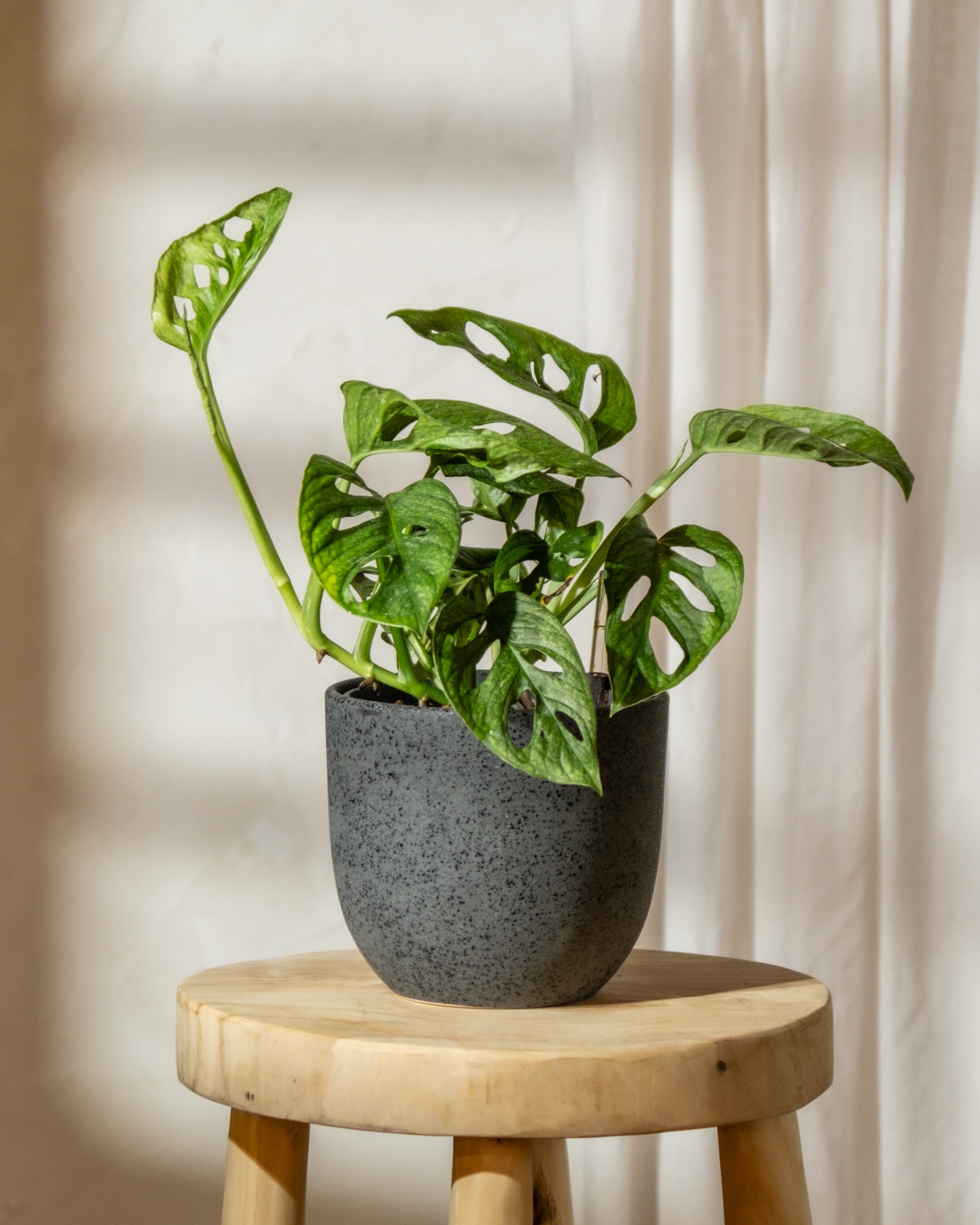 Seltene Monstera adansonii ‘Mint’ mit löchrigen Blättern steht im dunklen Keramiktopf ‘Direito’ auf einem Holzsessel.