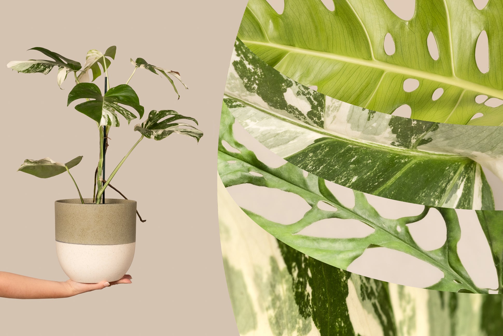 Eine Person hält eine Monstera in einem Keramiktopf vor beigem Hintergrund. Daneben sind Makroaufnahmen der Blätter zu sehen, die deren Struktur und Details hervorheben.