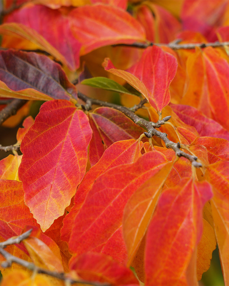 Detailaufnahme von den leuchten rot-orangen Blätter der Parrotia im Herbst