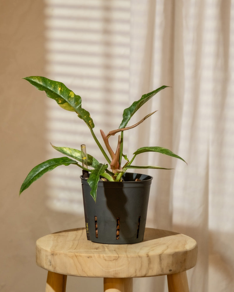 Ein Hydro-Philodendron Ring of Fire mit langen, grünen Blättern steht auf einem Holzhocker in einem sonnendurchfluteten Raum. Licht fällt durch die Vorhänge im Hintergrund. 