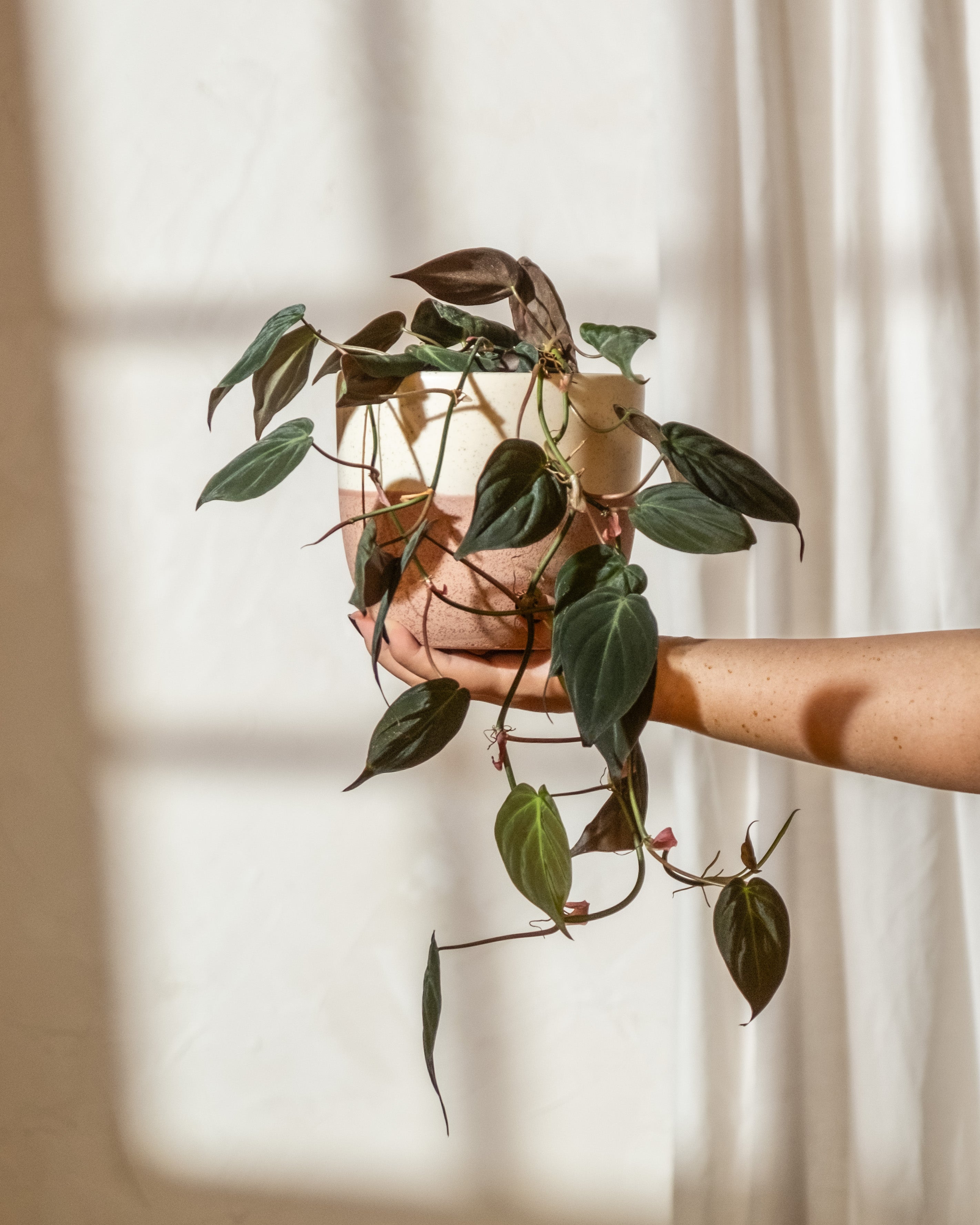 Hängende pflegeleichte Hydropflanze (Philodendron micans) mit samtigen Blättern wird von einer Hand in die Luft gehalten.